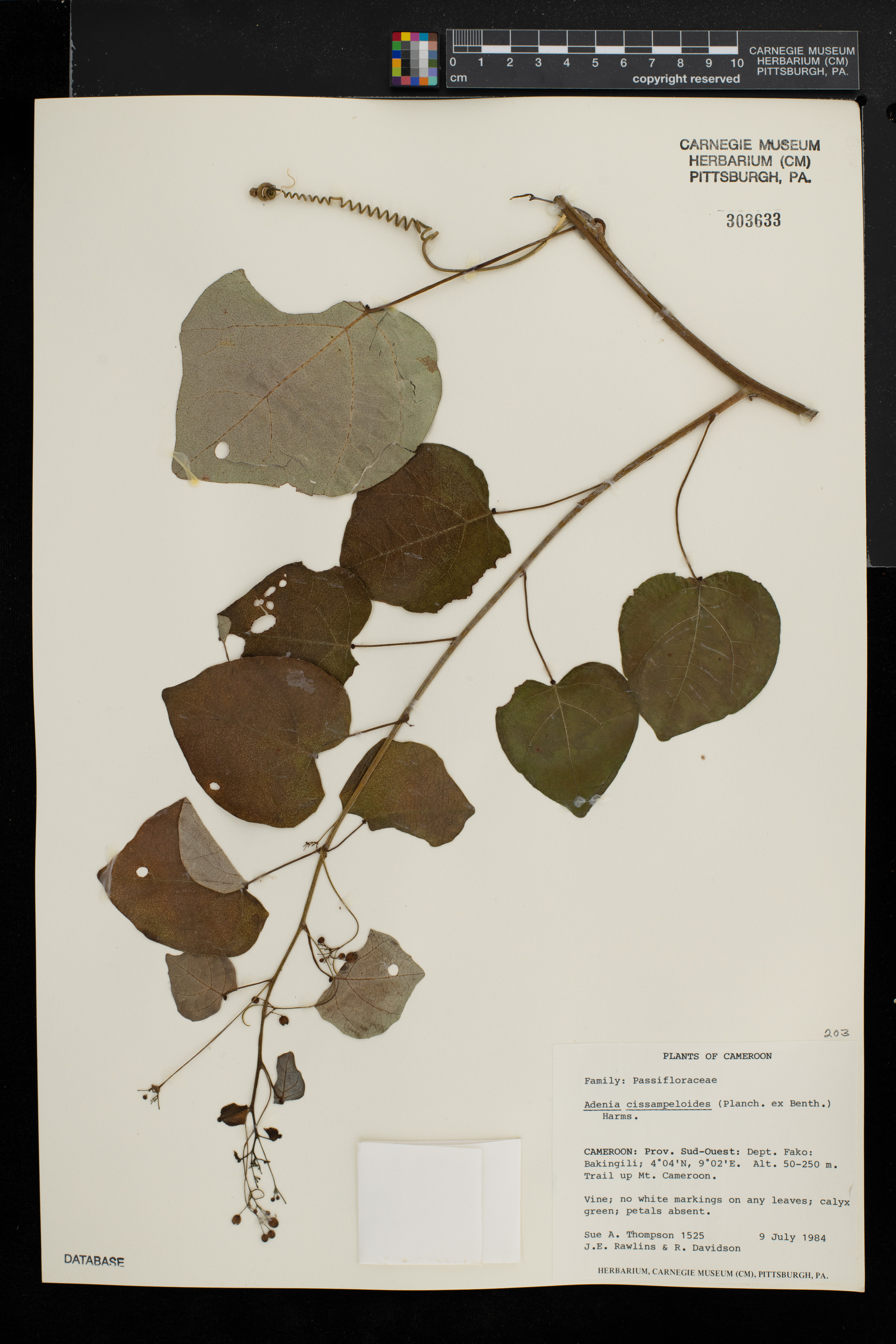 Adenia cissampeloides image