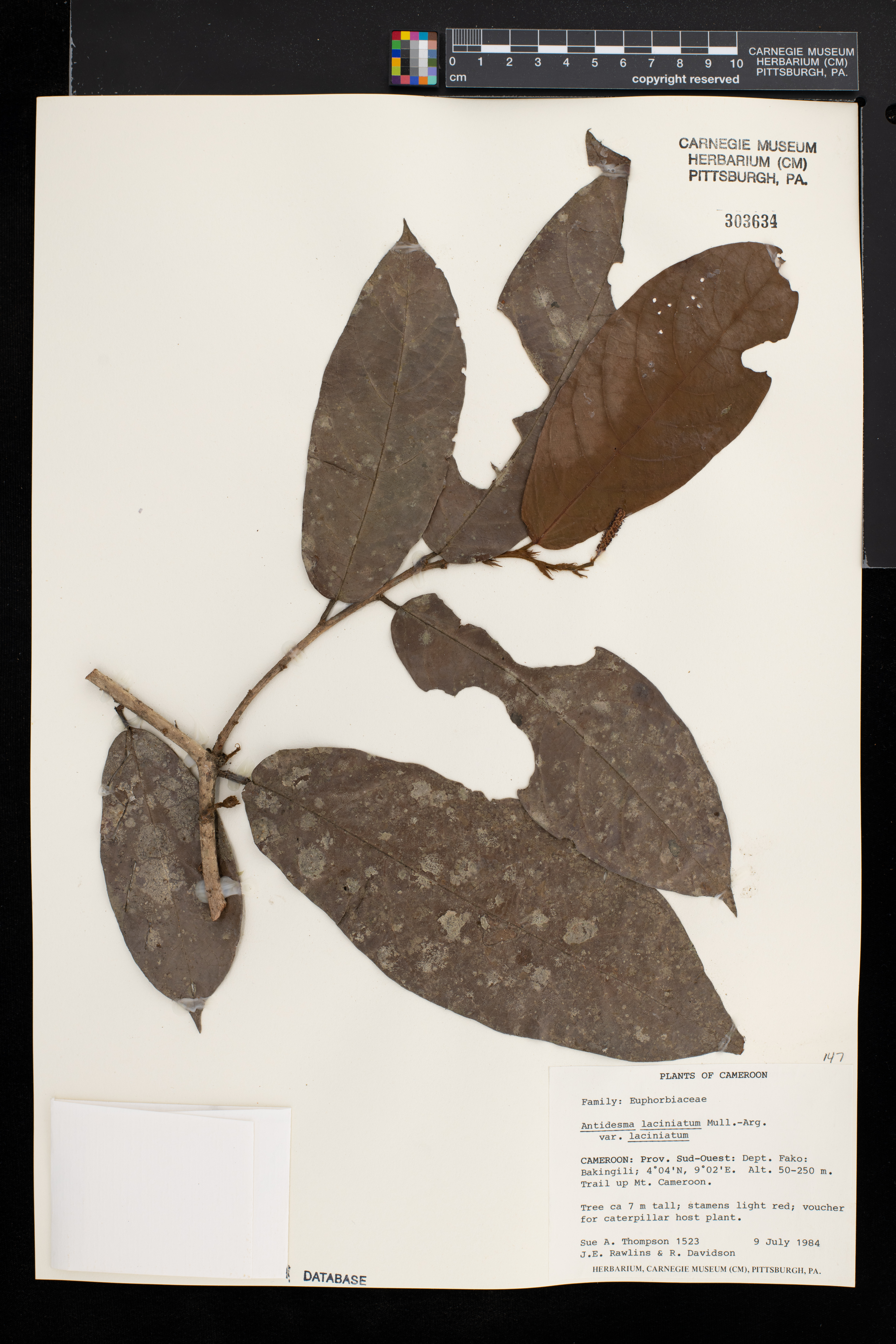 Antidesma laciniatum var. laciniatum image