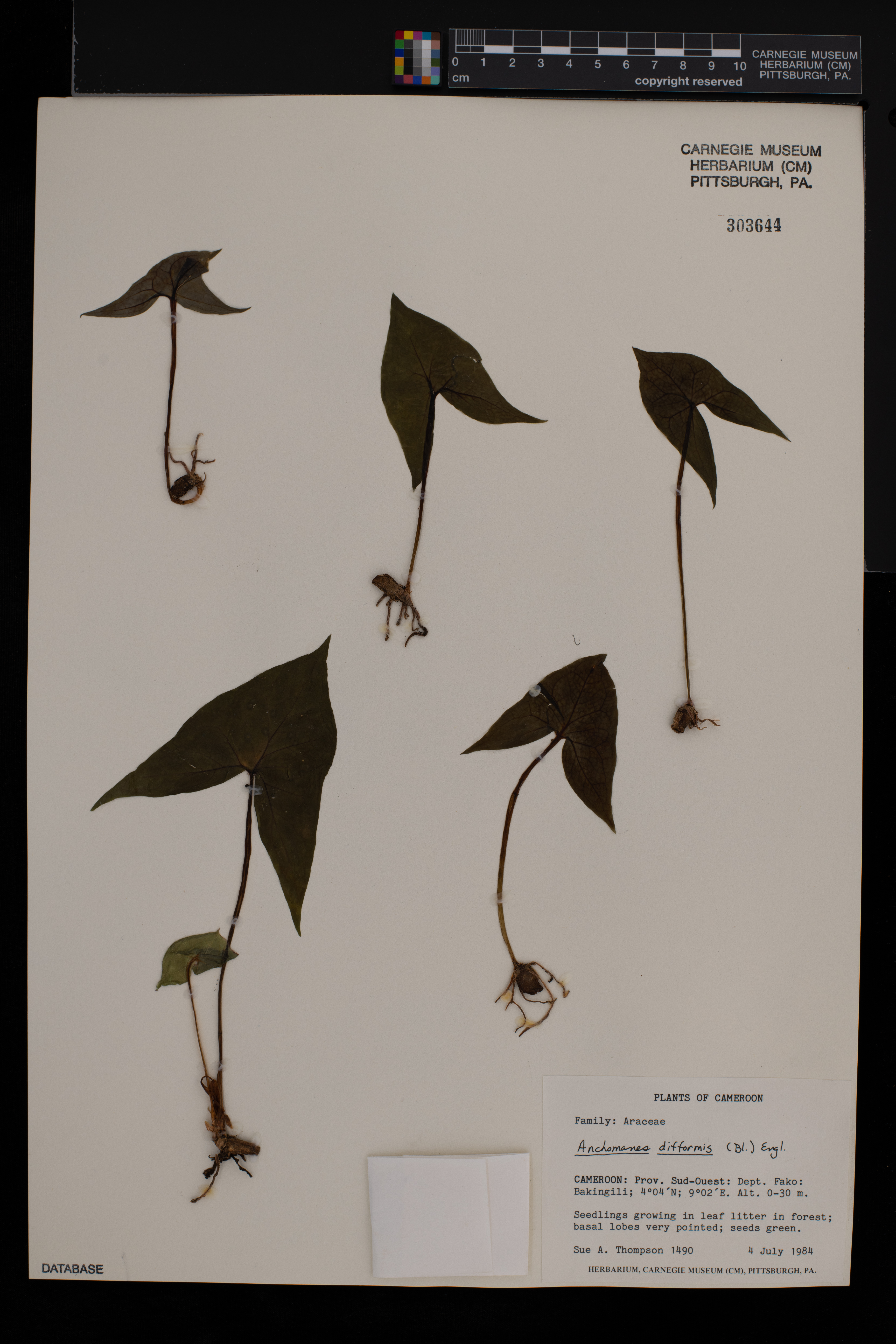 Anchomanes difformis image