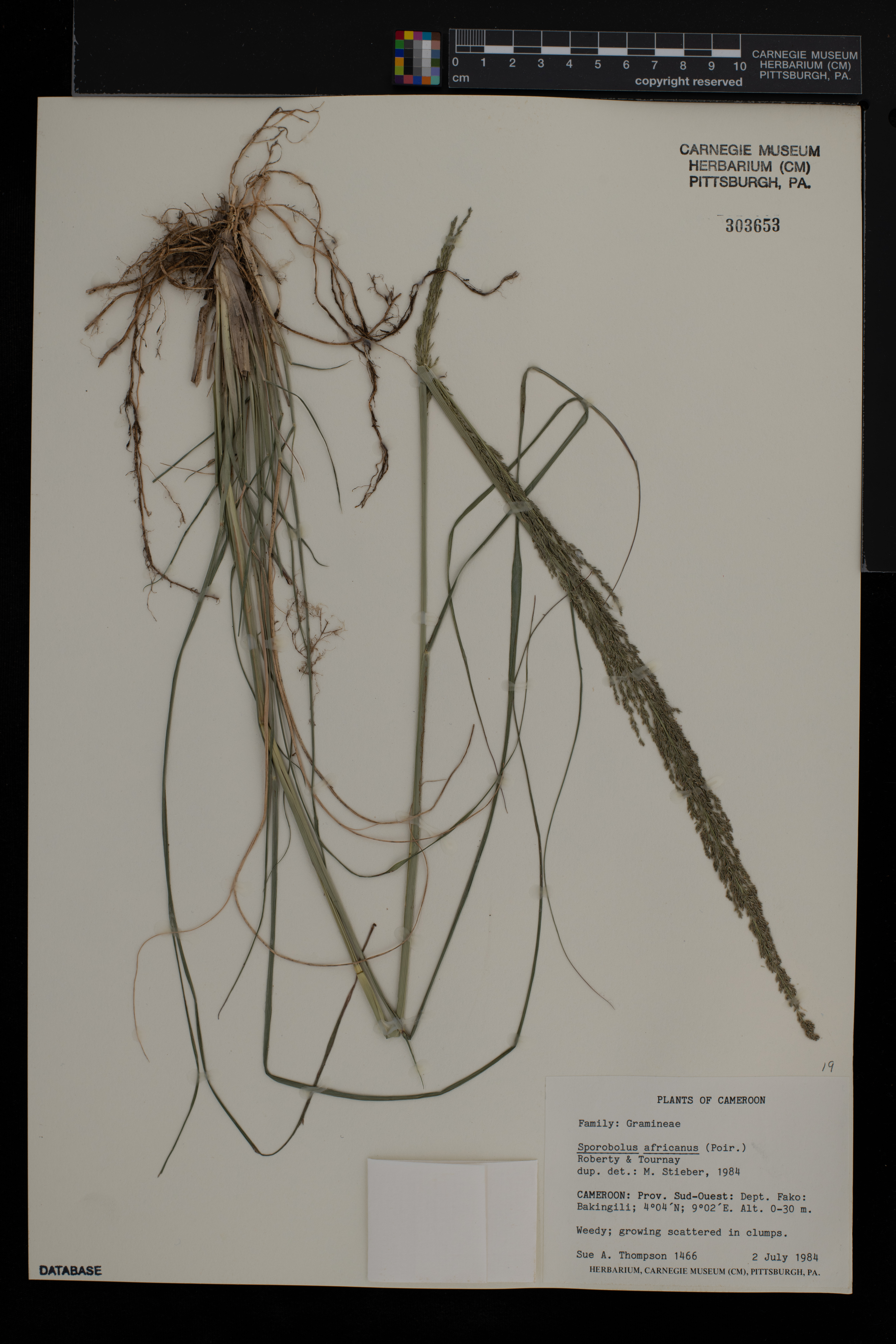 Sporobolus africanus image