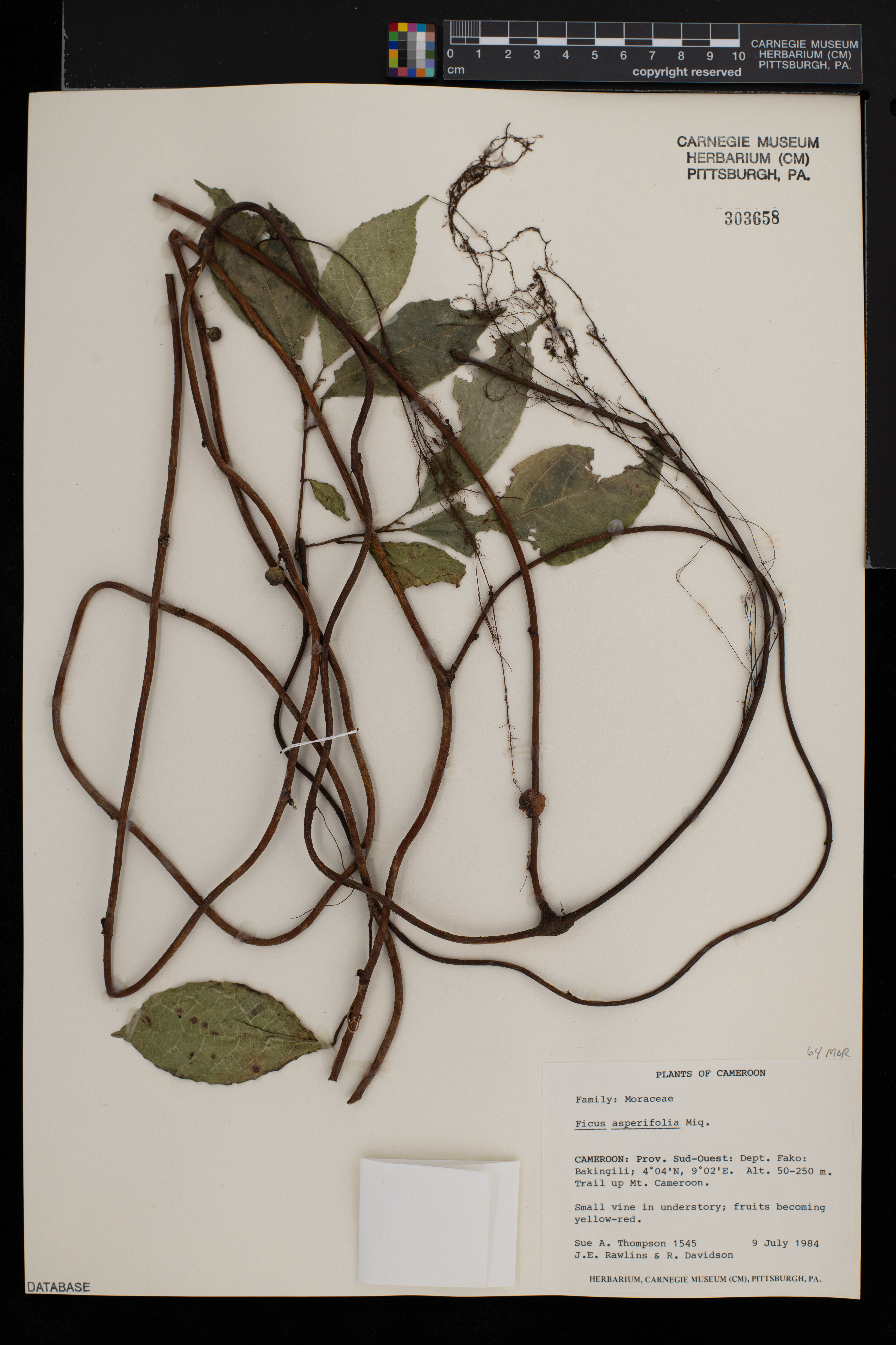 Ficus asperifolia image