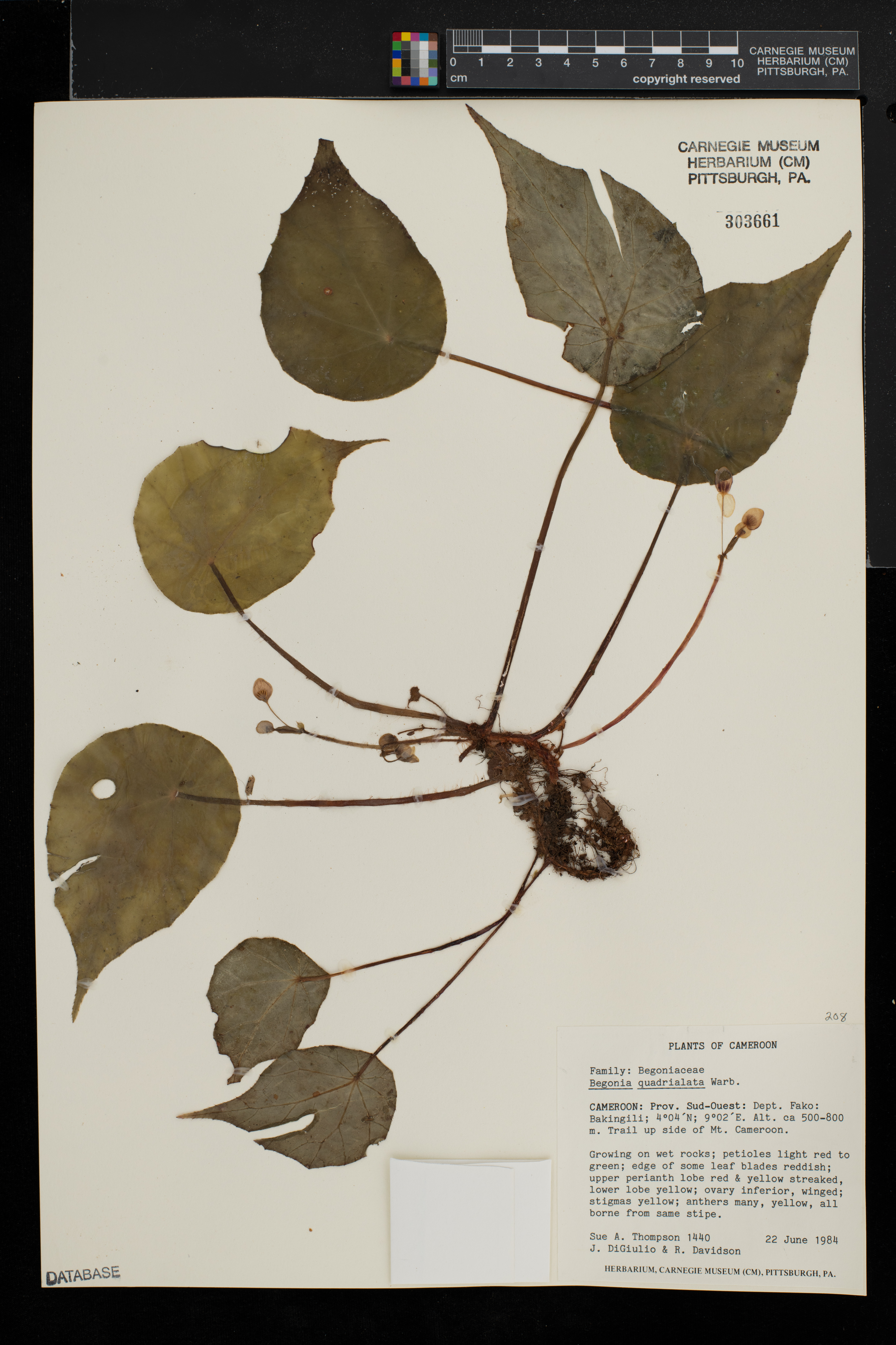 Begonia quadrialata image