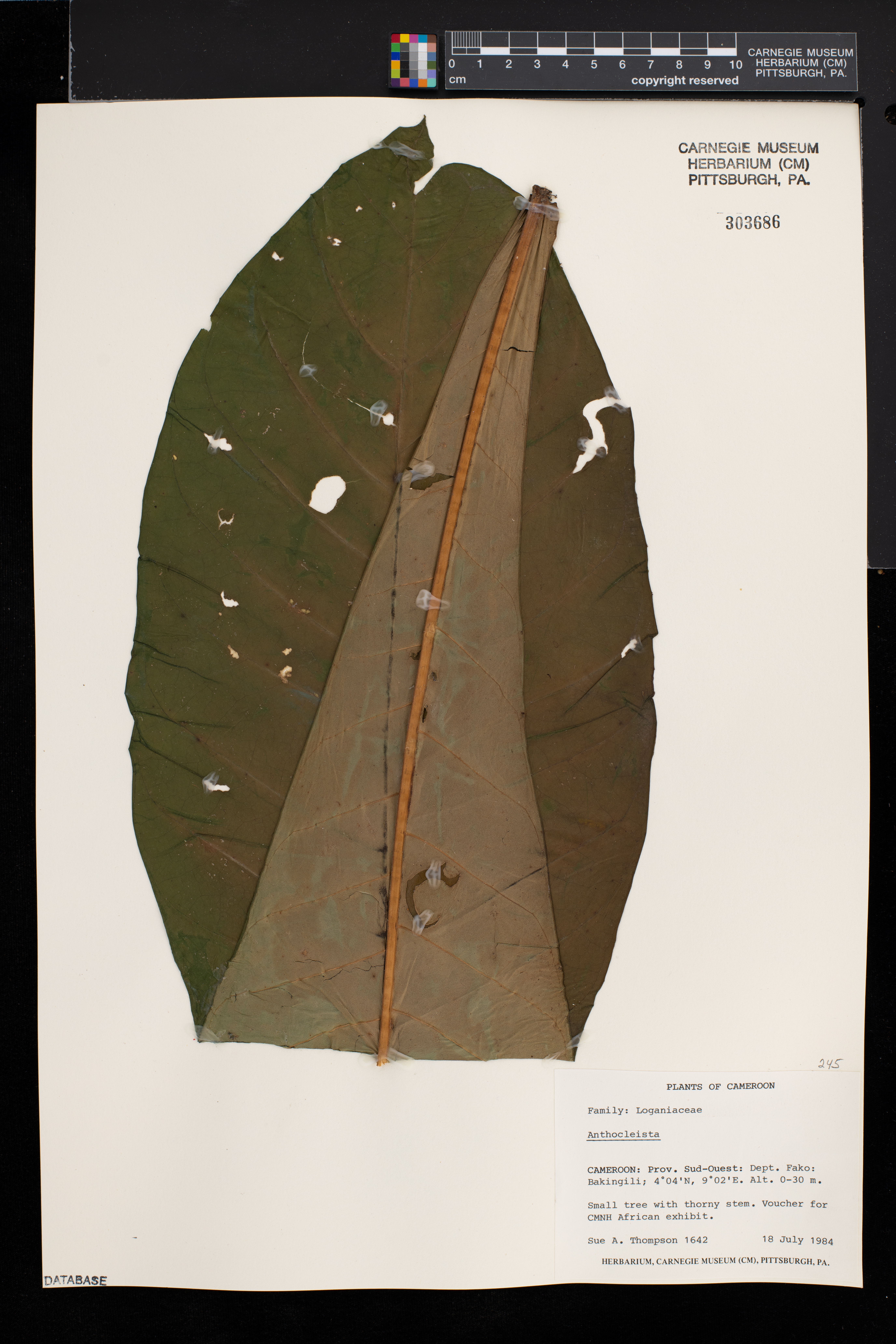 Anthocleista image