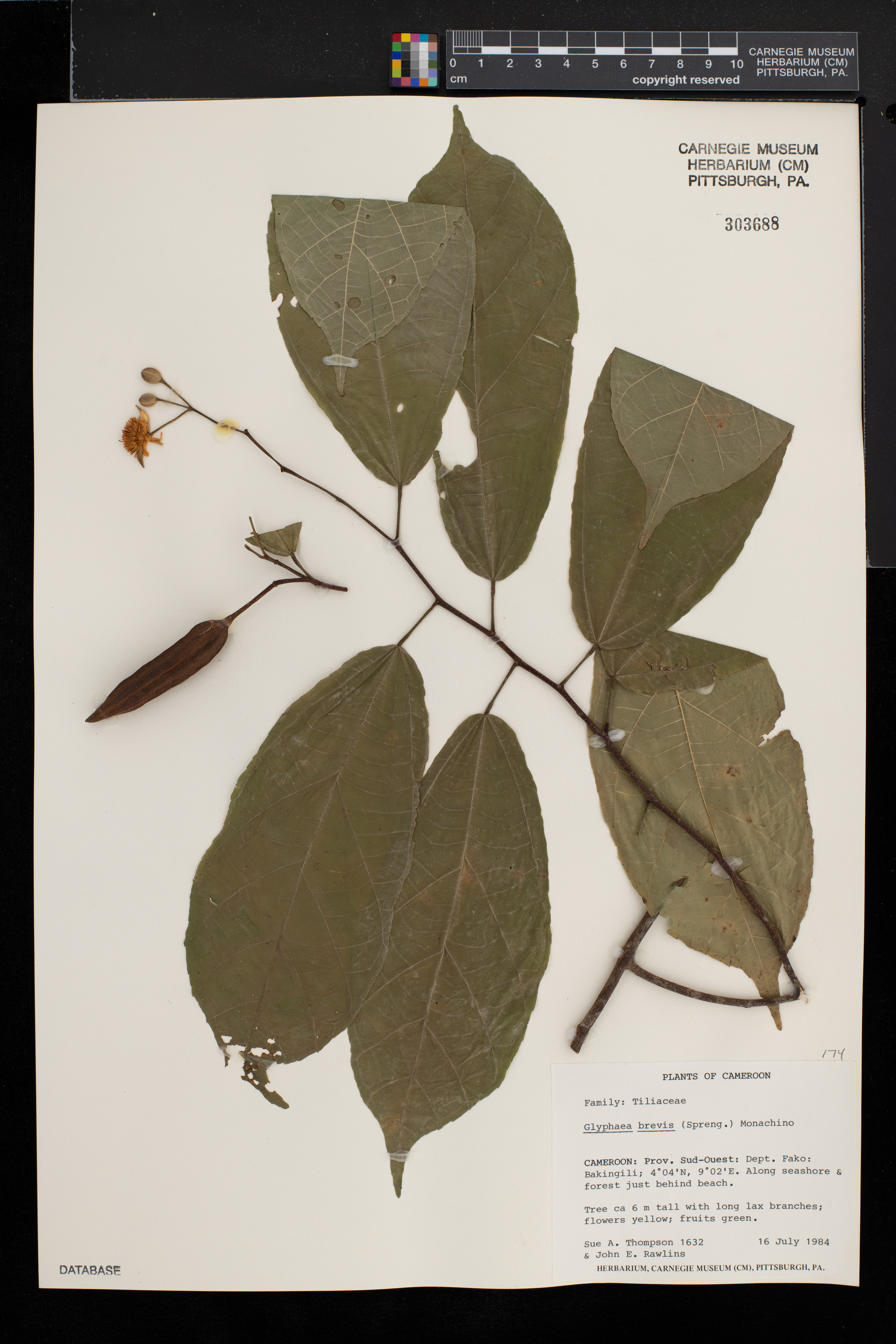 Glyphaea brevis image