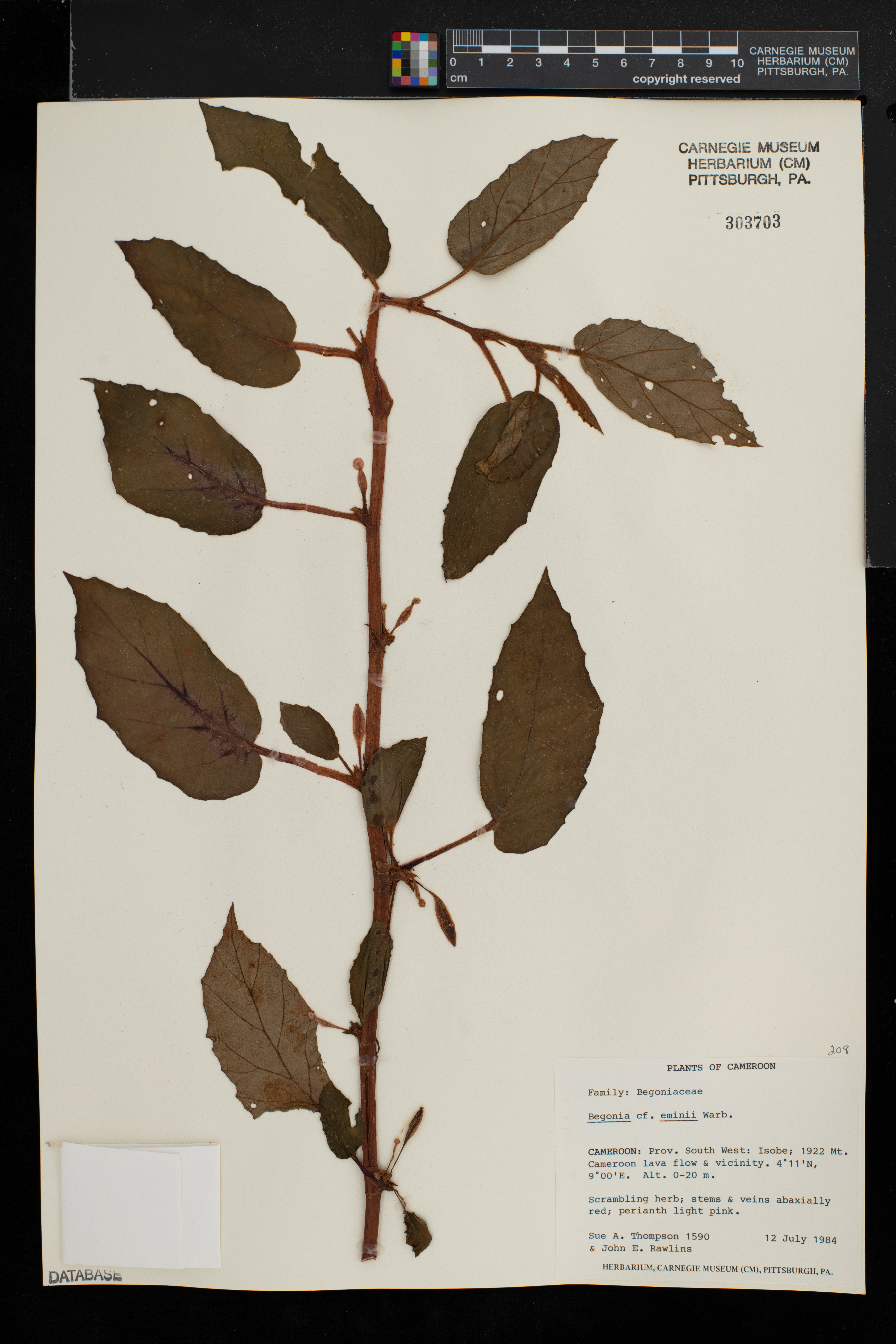 Begonia eminii image