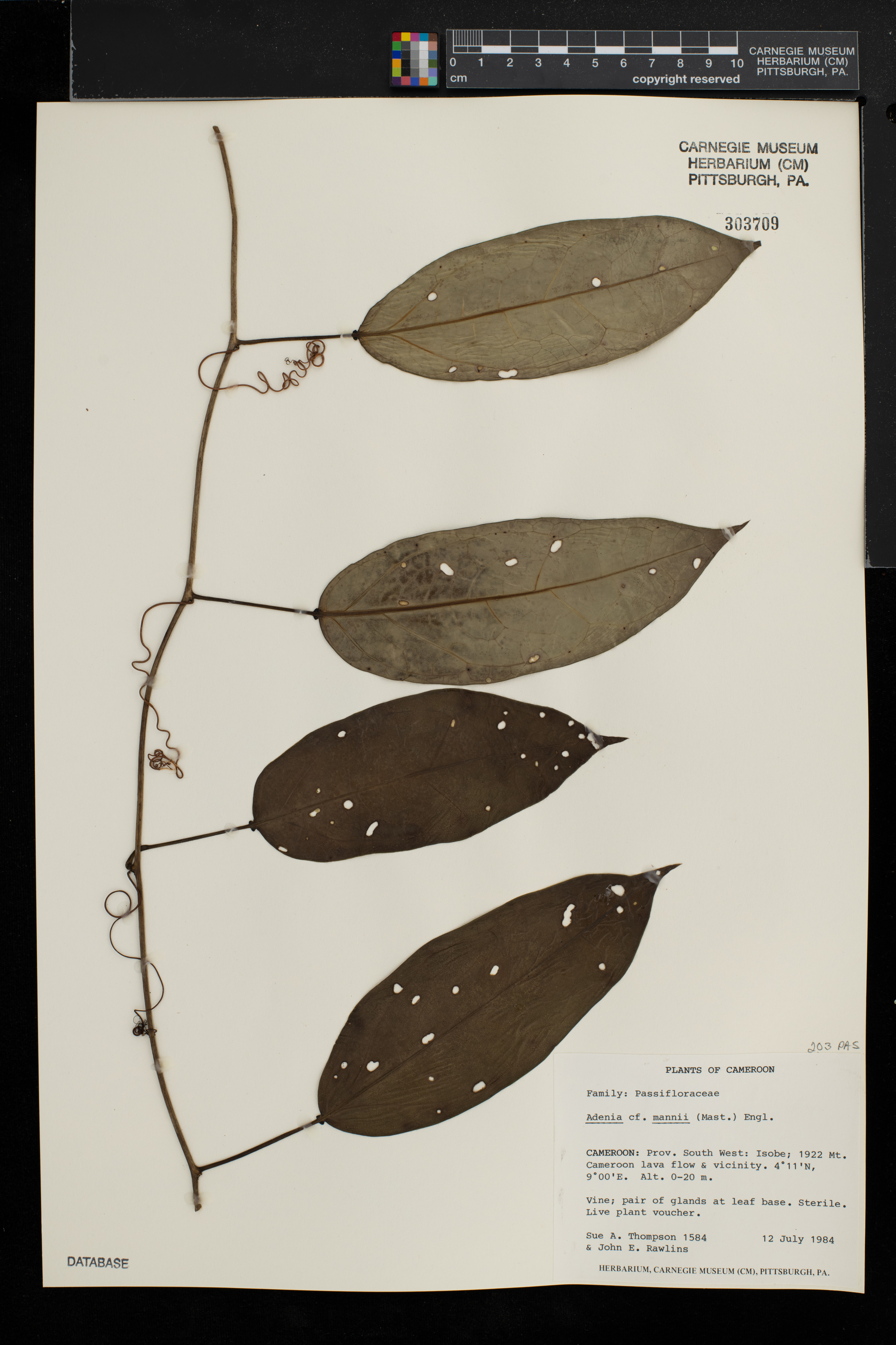 Adenia mannii image