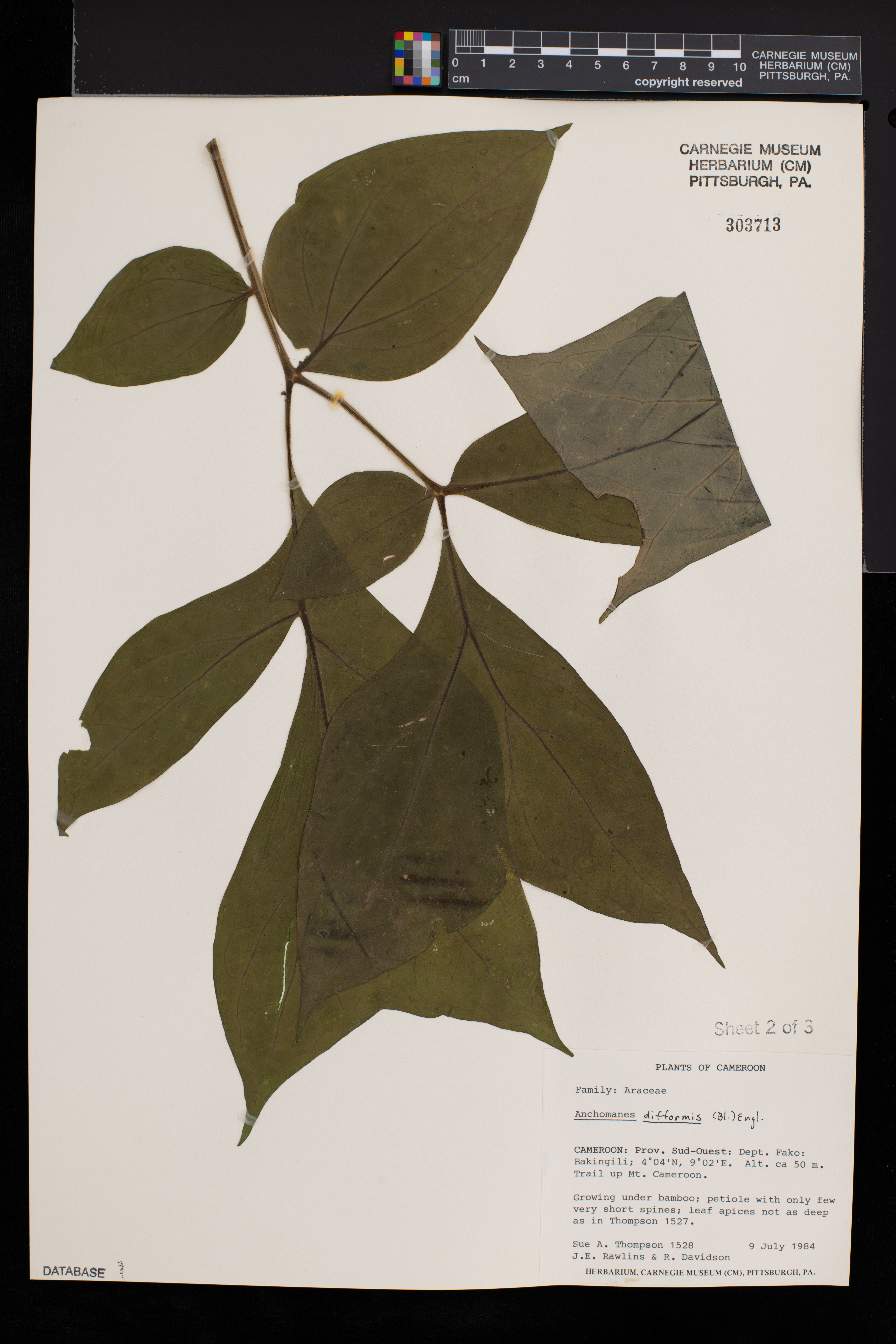 Anchomanes difformis image