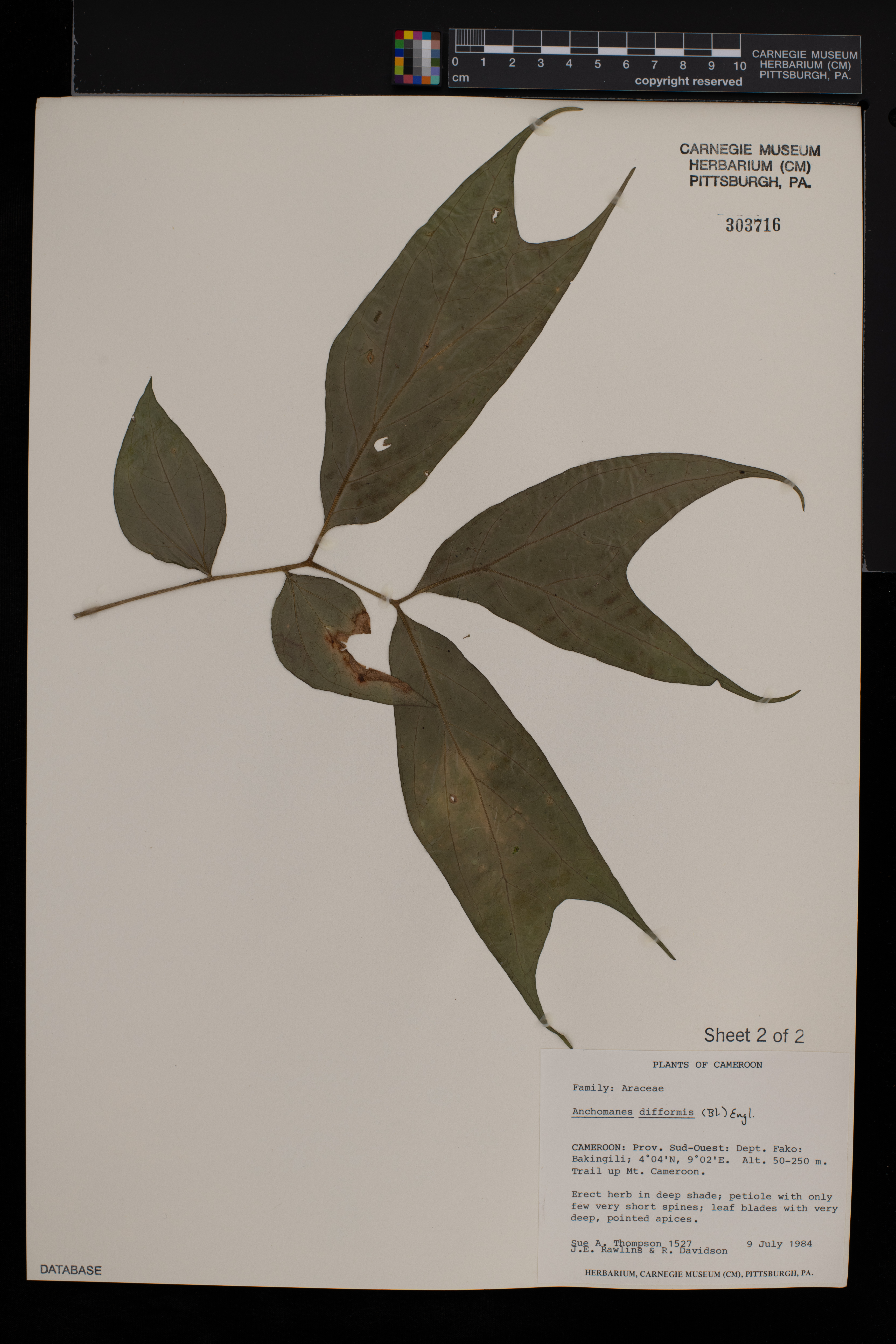 Anchomanes difformis image