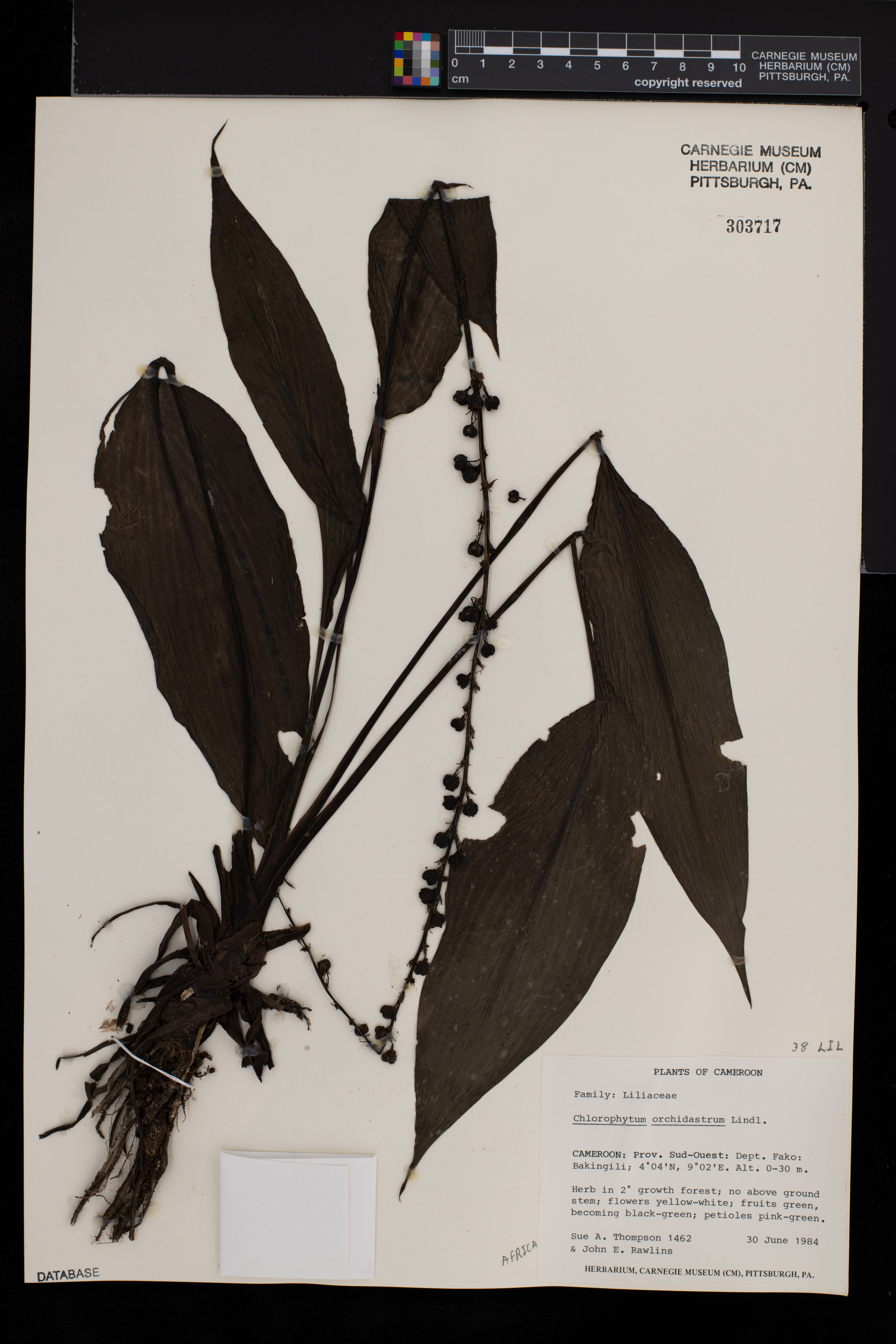 Chlorophytum orchidastrum image