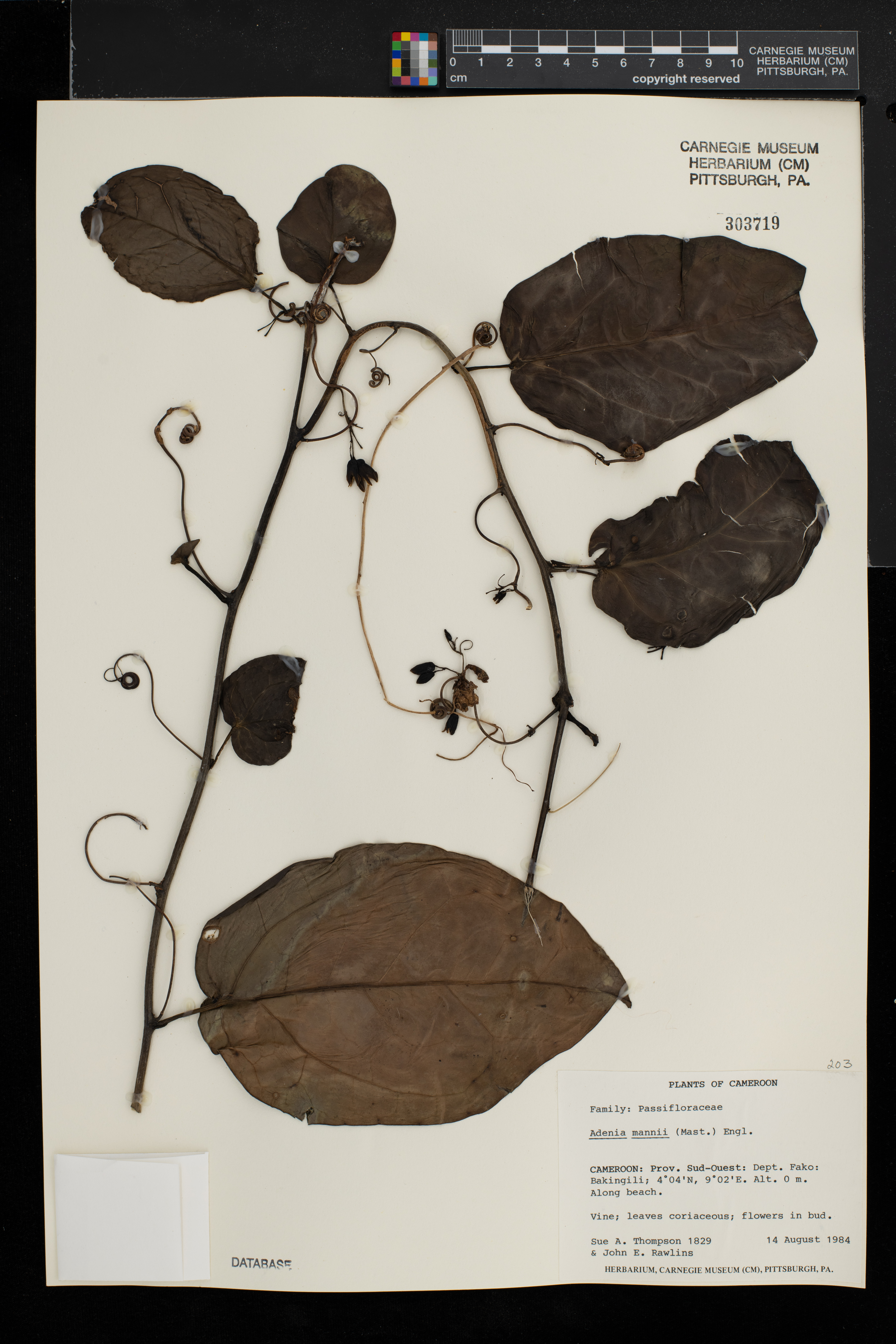Adenia mannii image