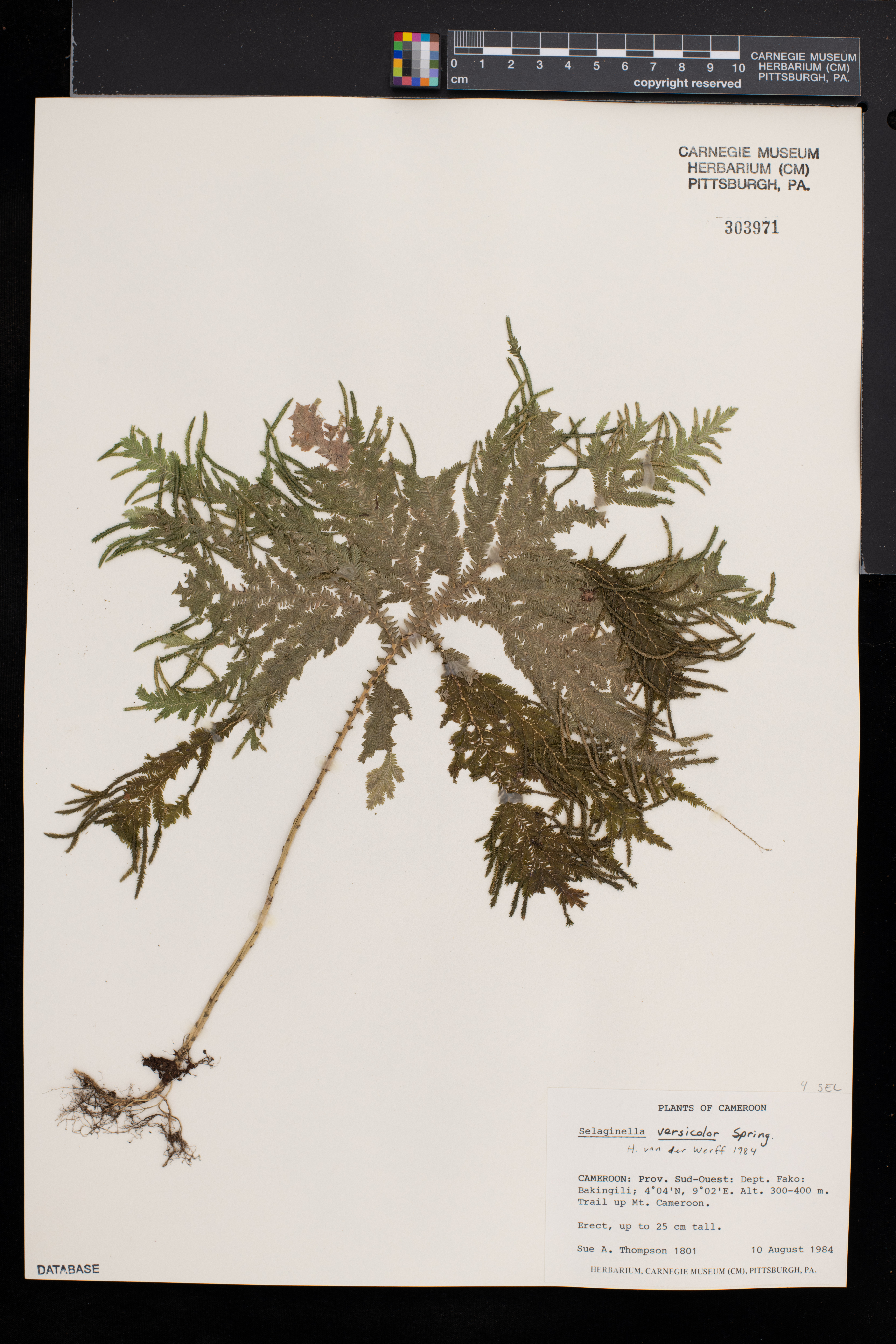 Selaginella versicolor image