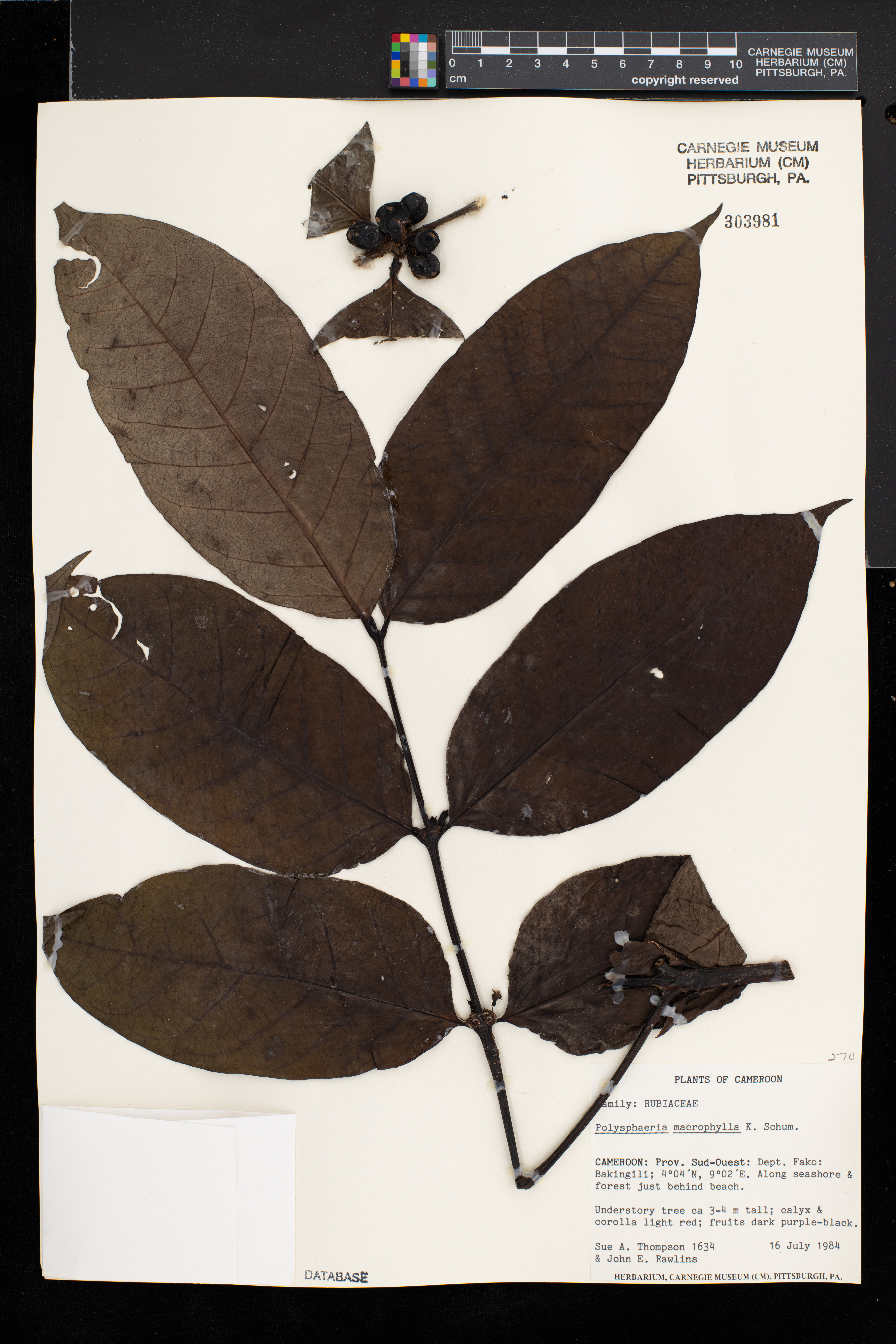 Polysphaeria macrophylla image