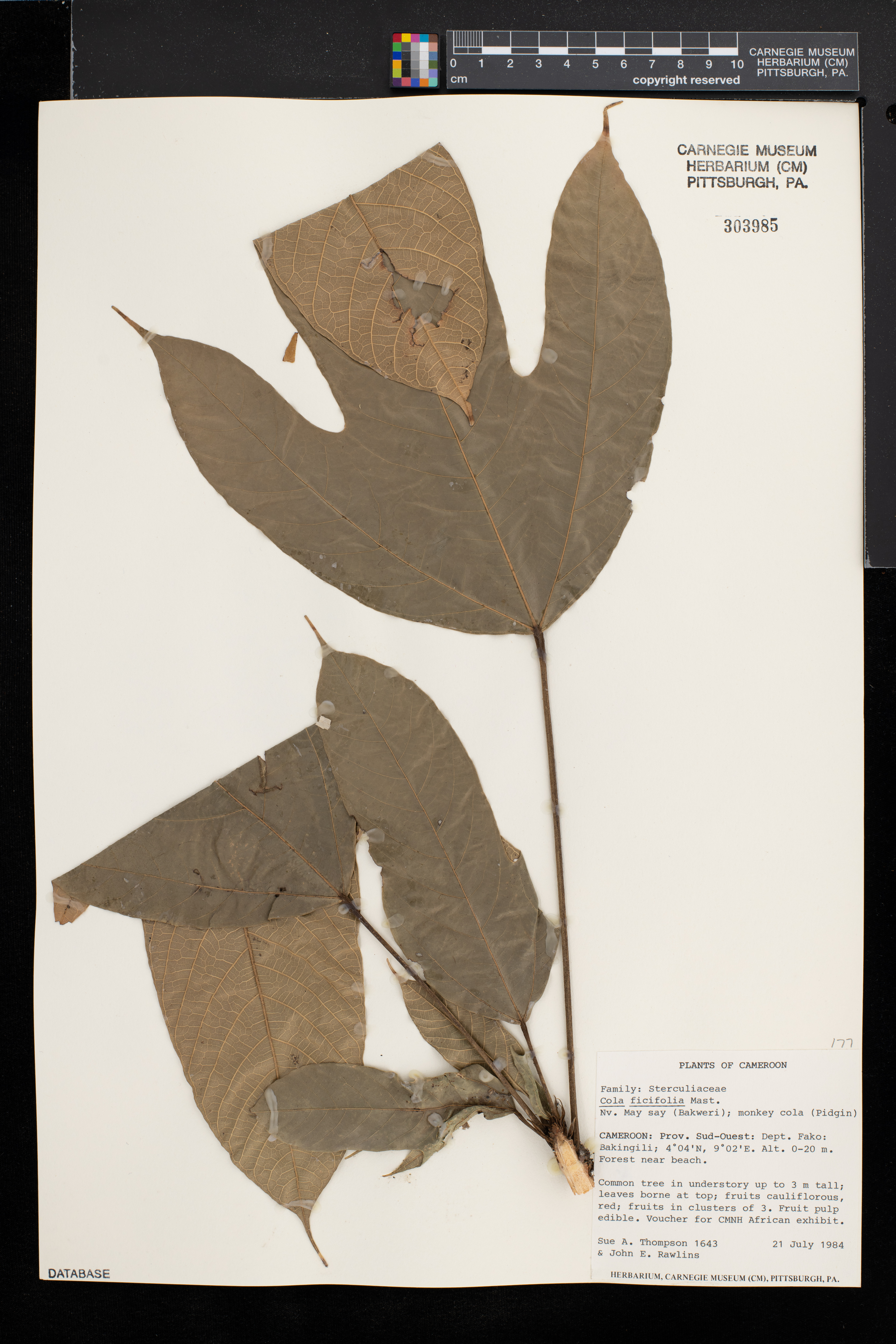 Cola ficifolia image