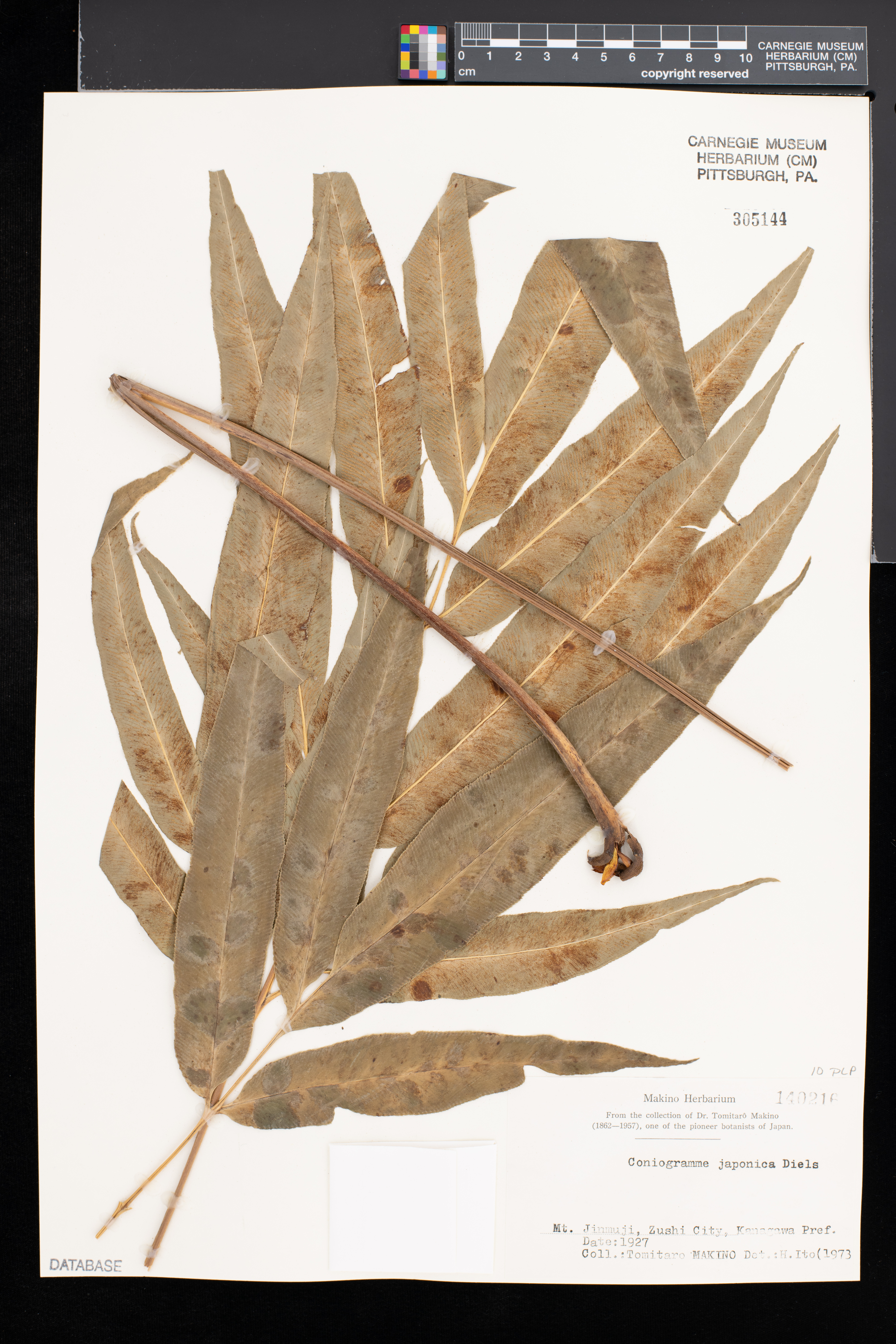 Coniogramme image