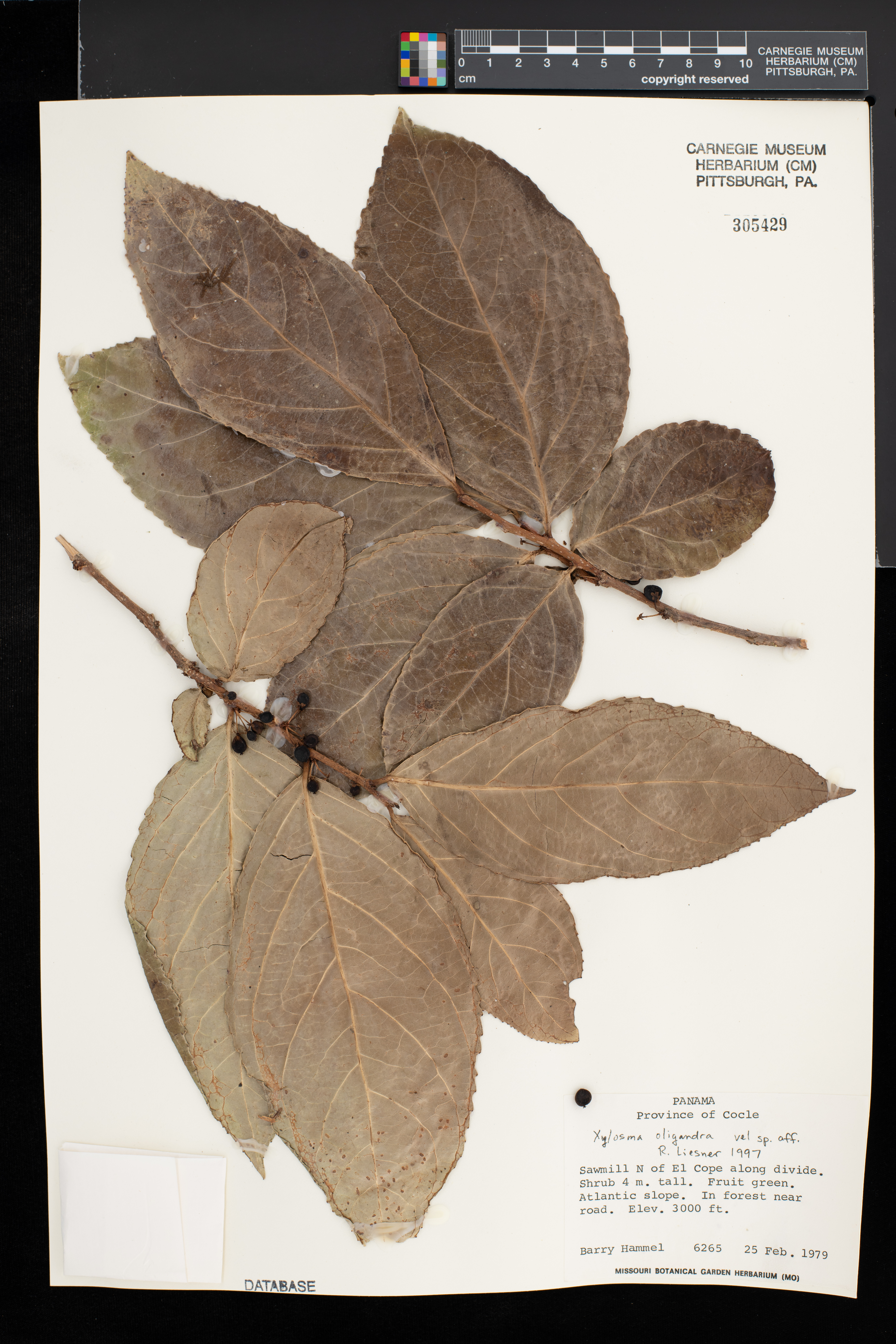 Xylosma oligandra image