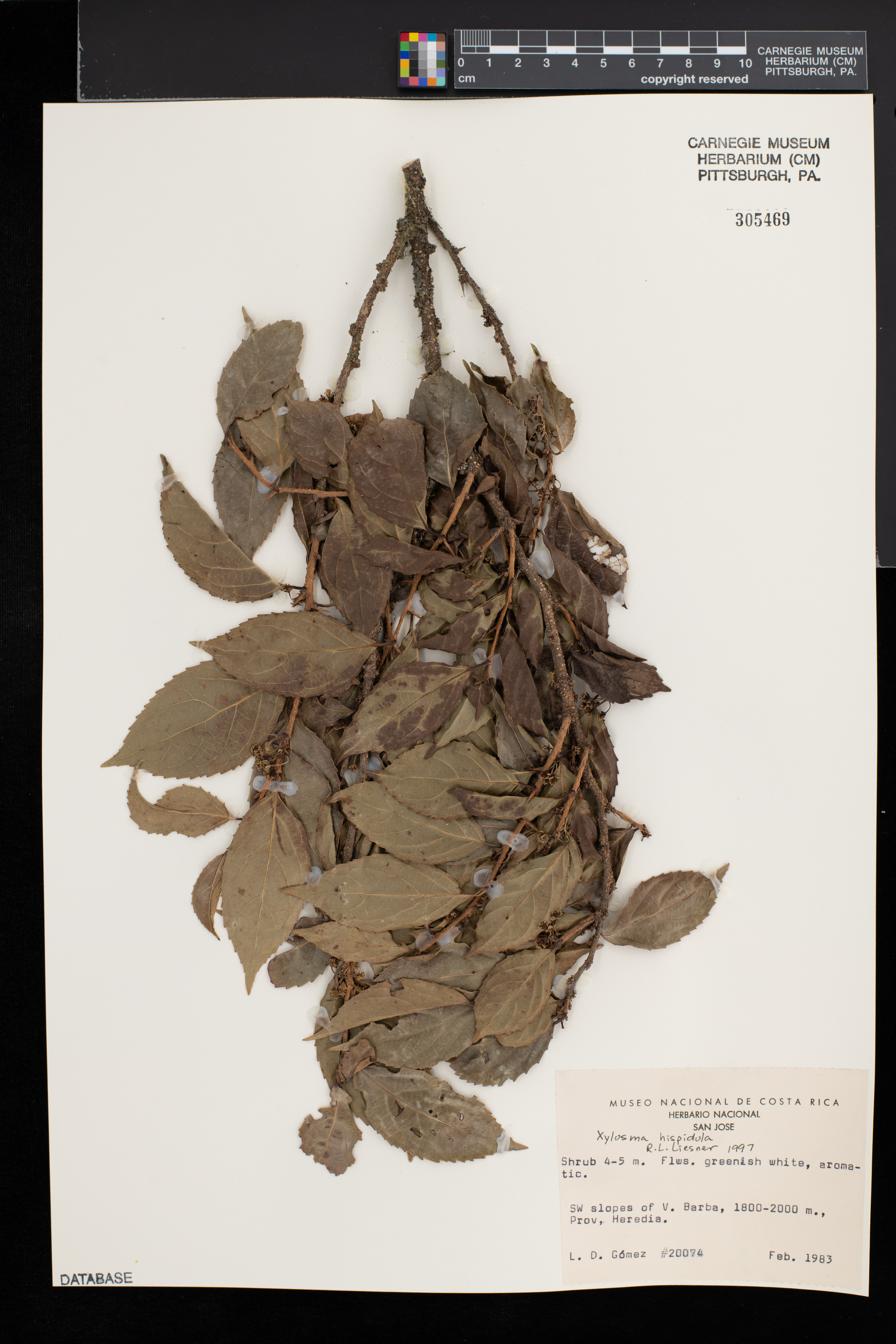 Xylosma hispidula image