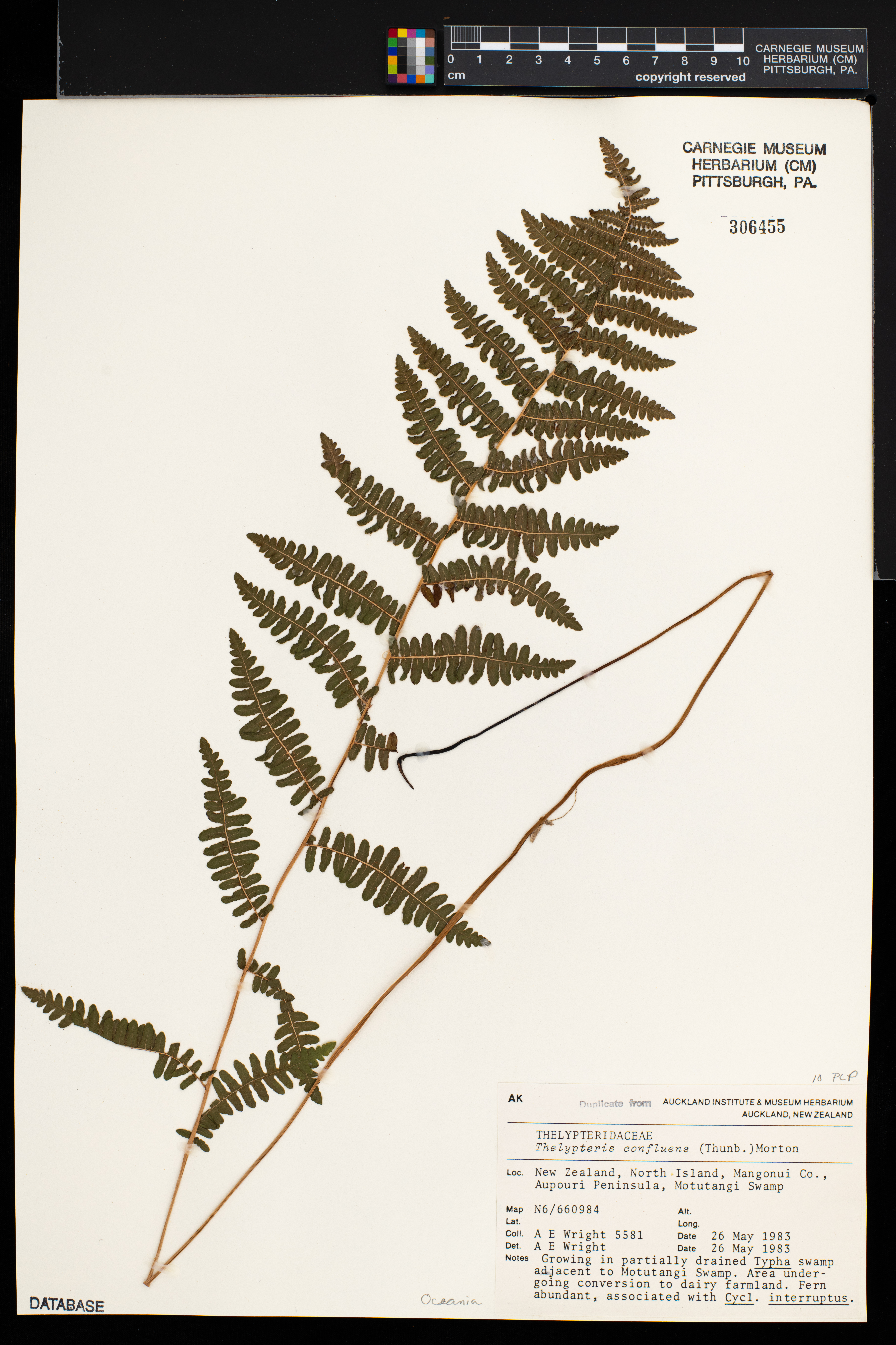 Thelypteris confluens image
