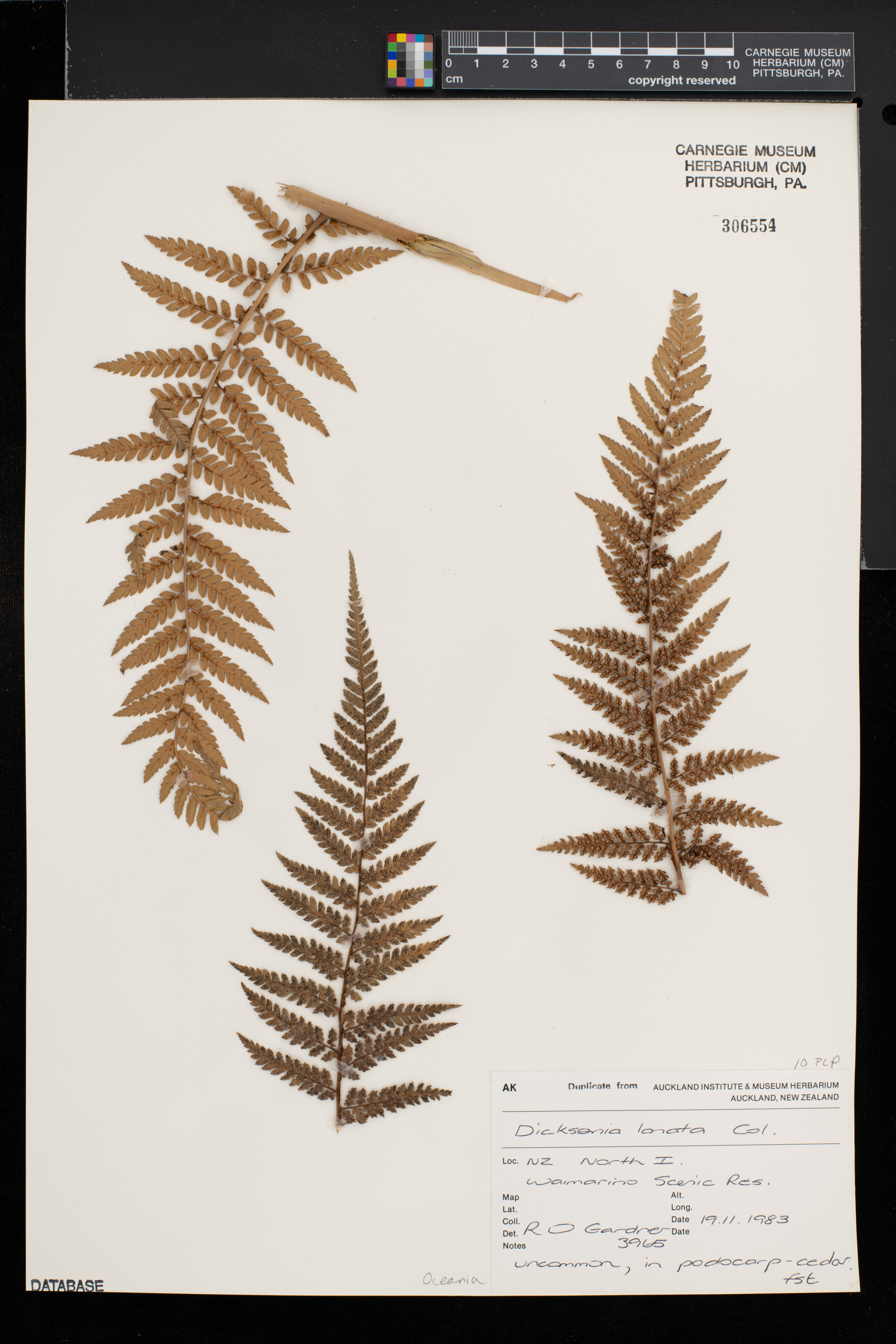 Dicksonia lanata image
