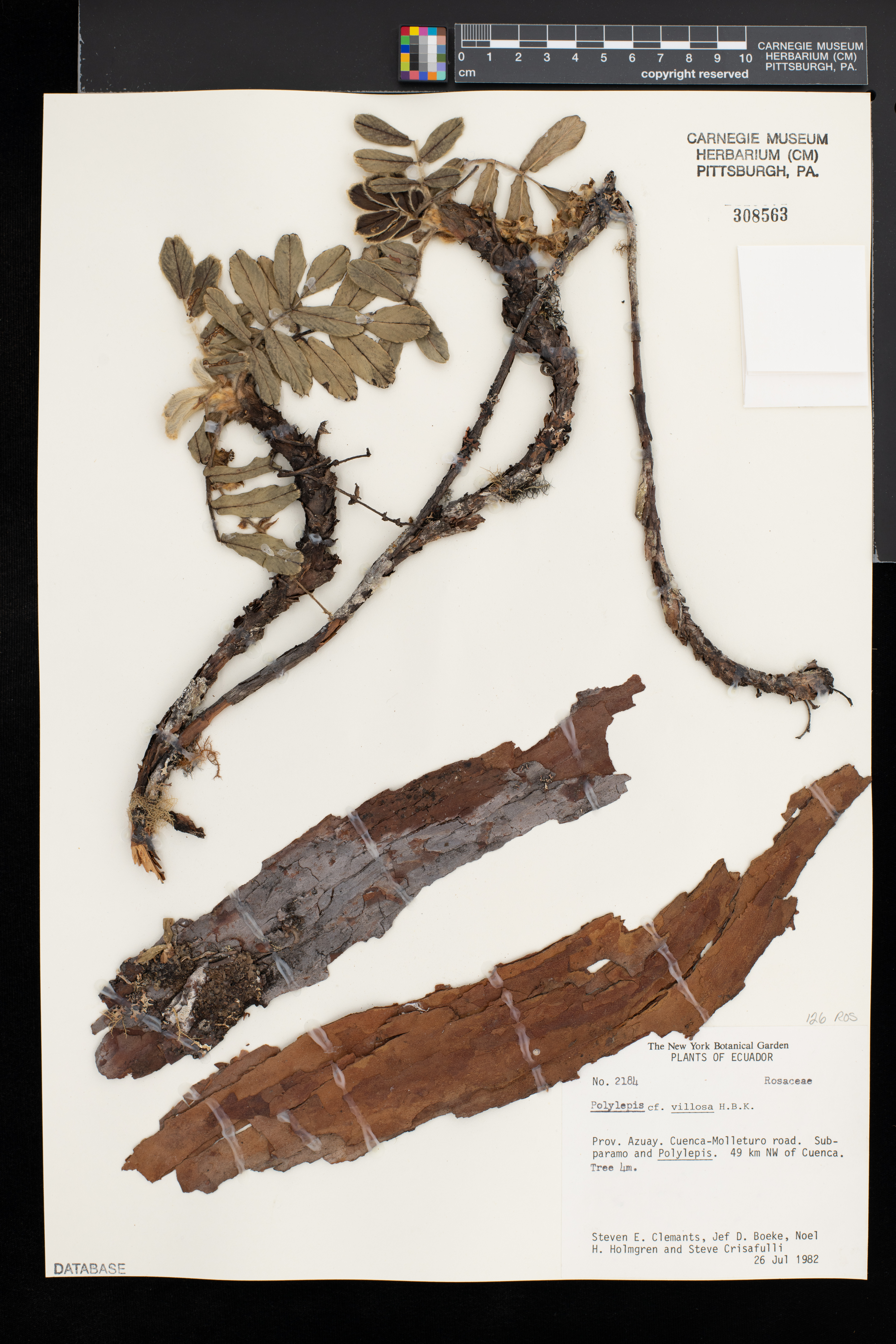 Polylepis racemosa image