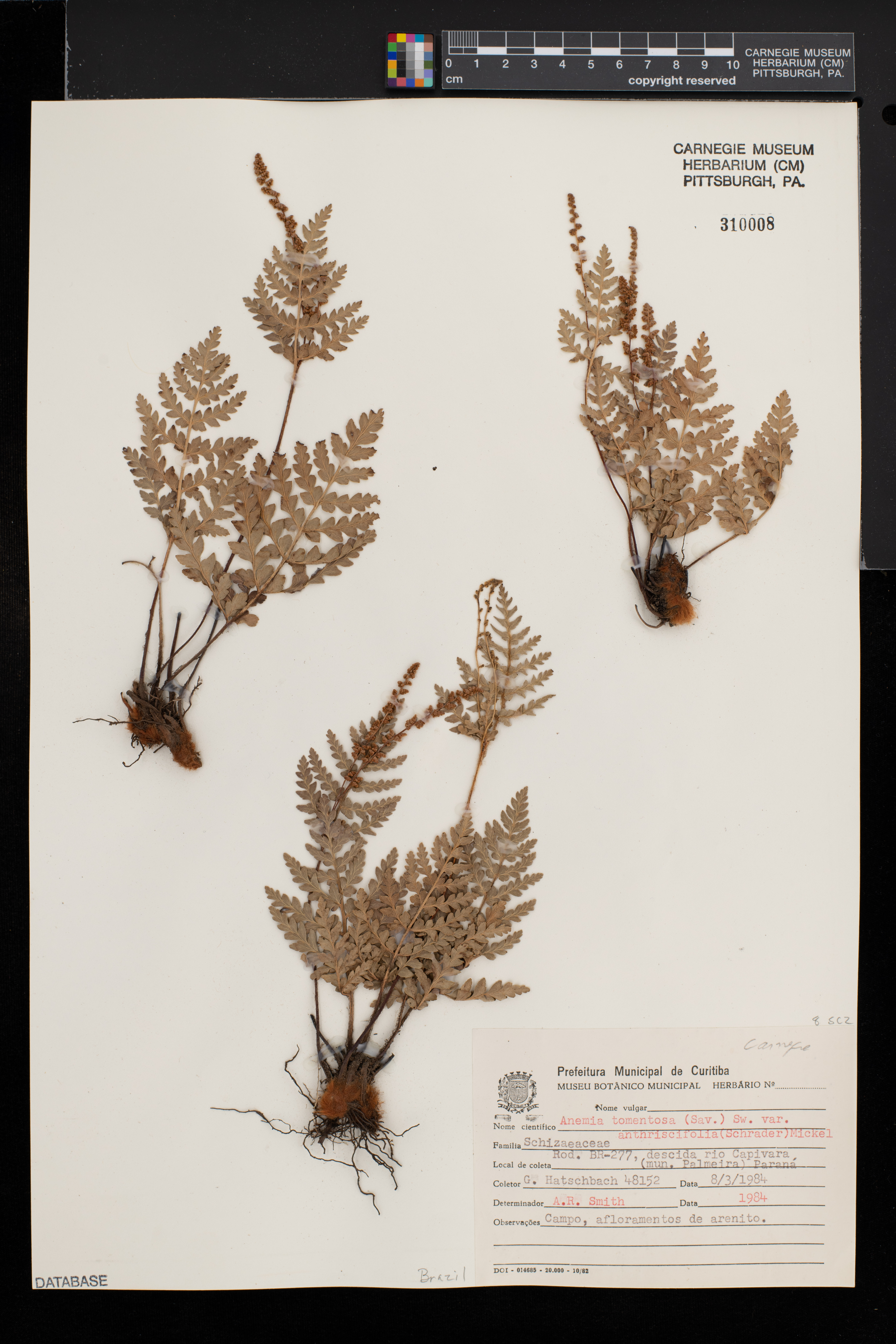 Anemia tomentosa var. anthriscifolia image