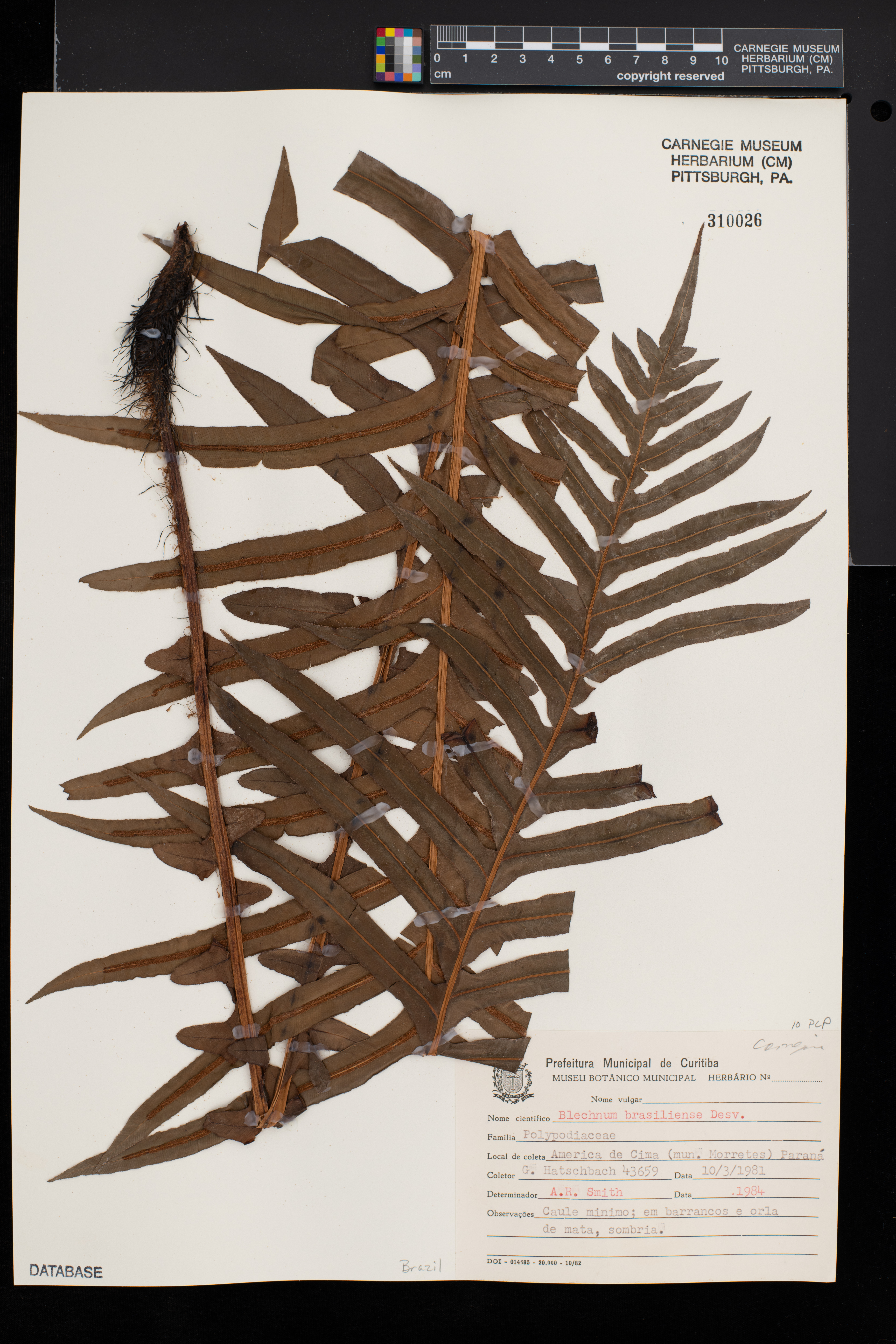 Blechnum brasiliense image