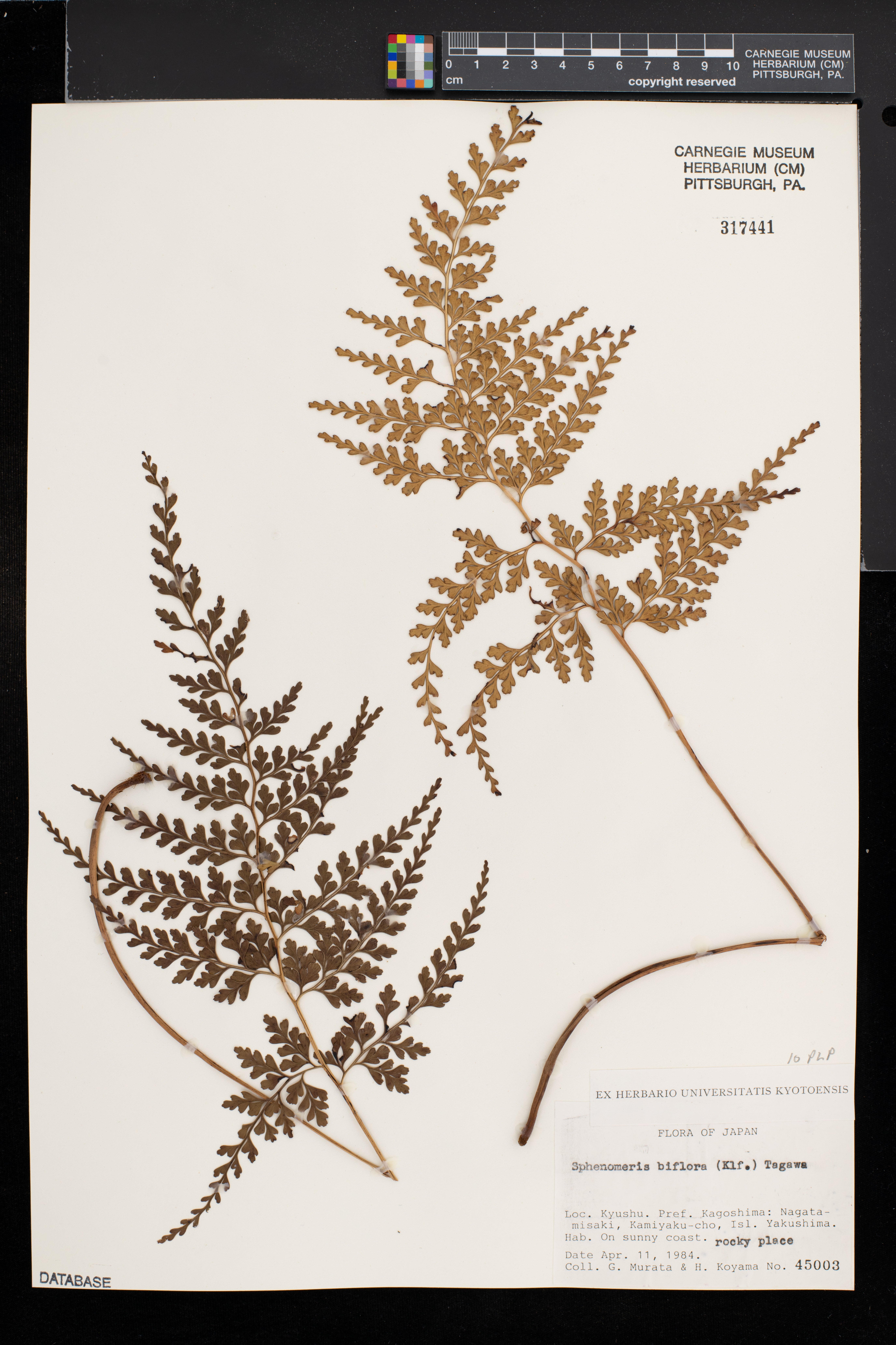 Sphenomeris biflora image