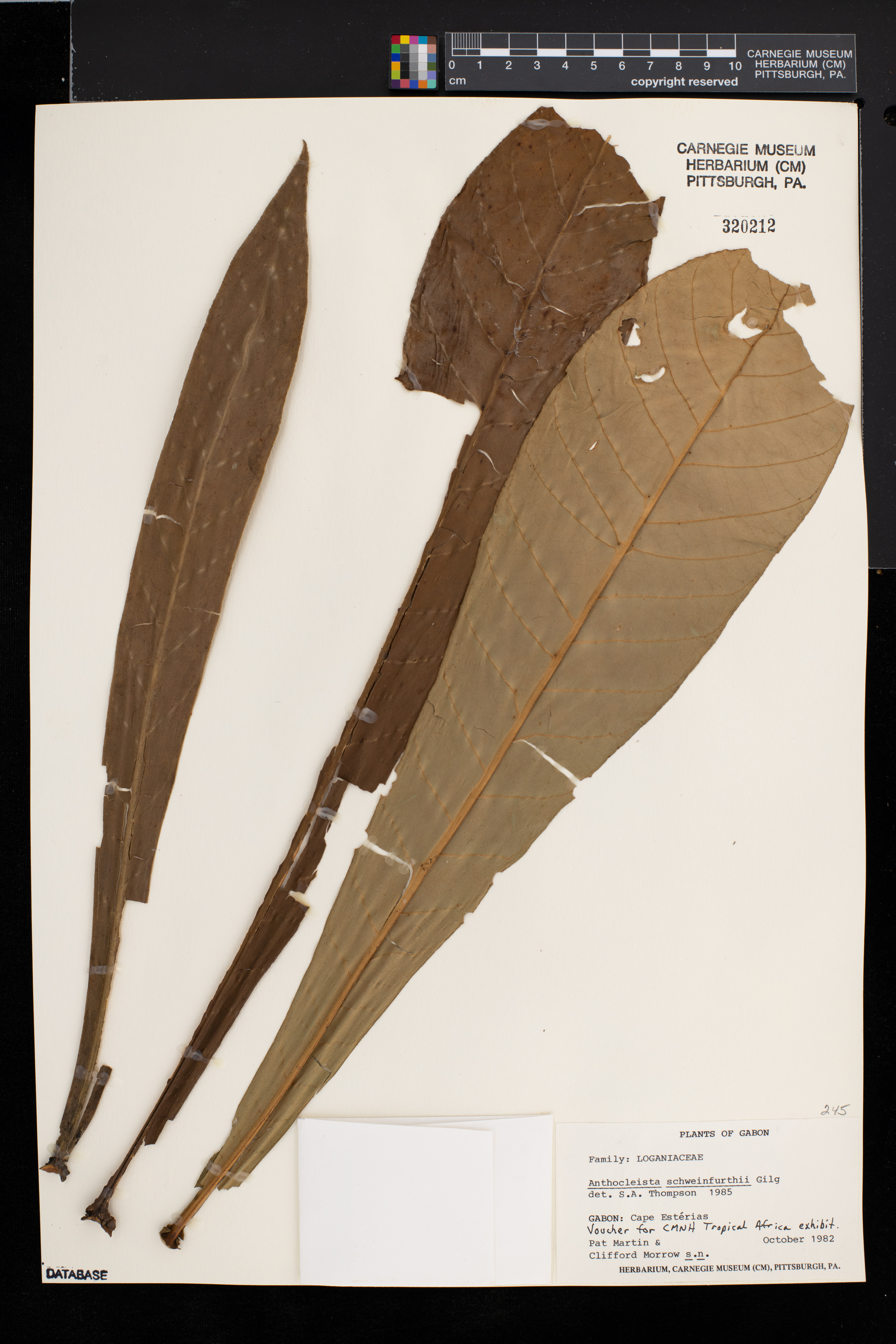 Anthocleista schweinfurthii image