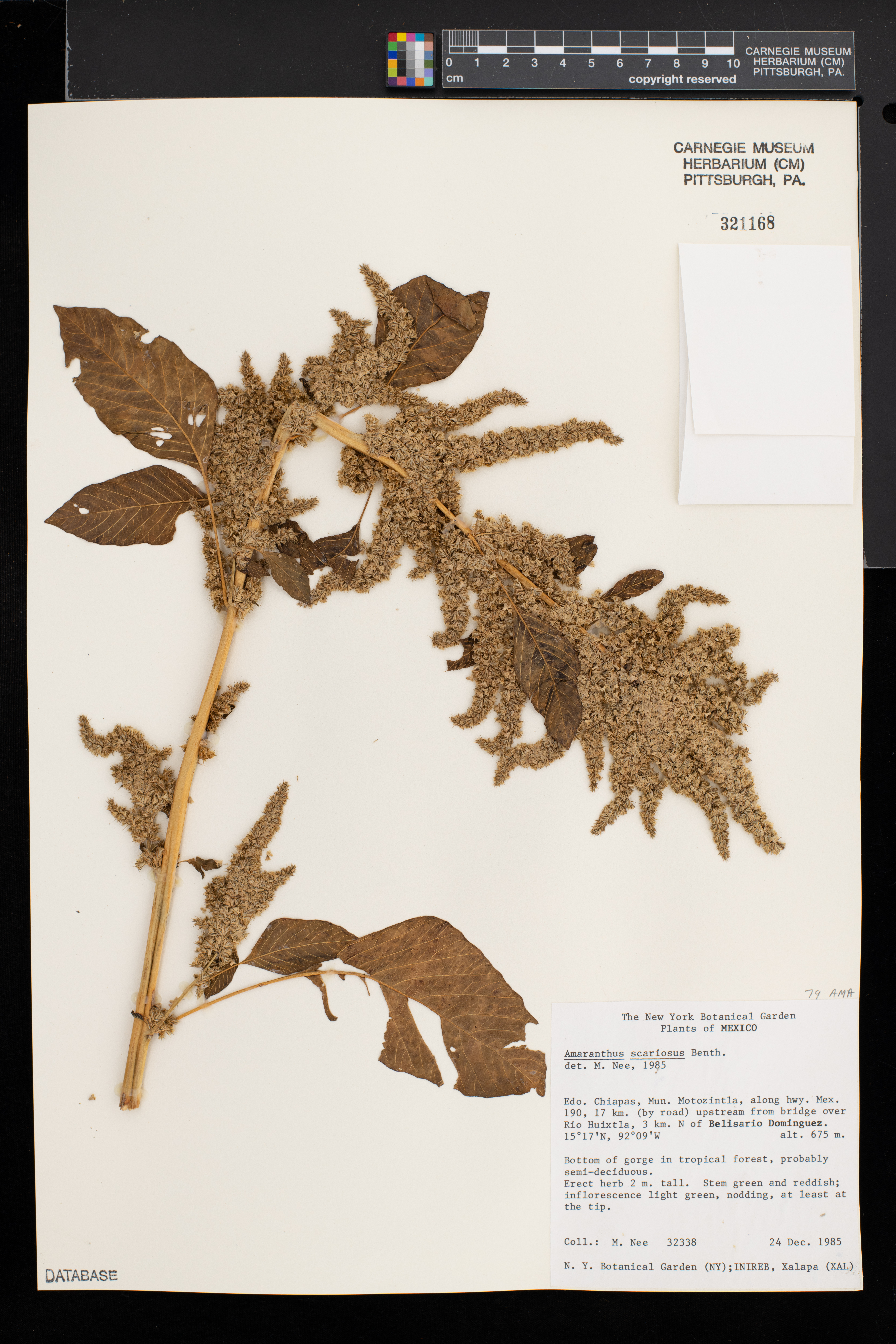 Amaranthus scariosus image