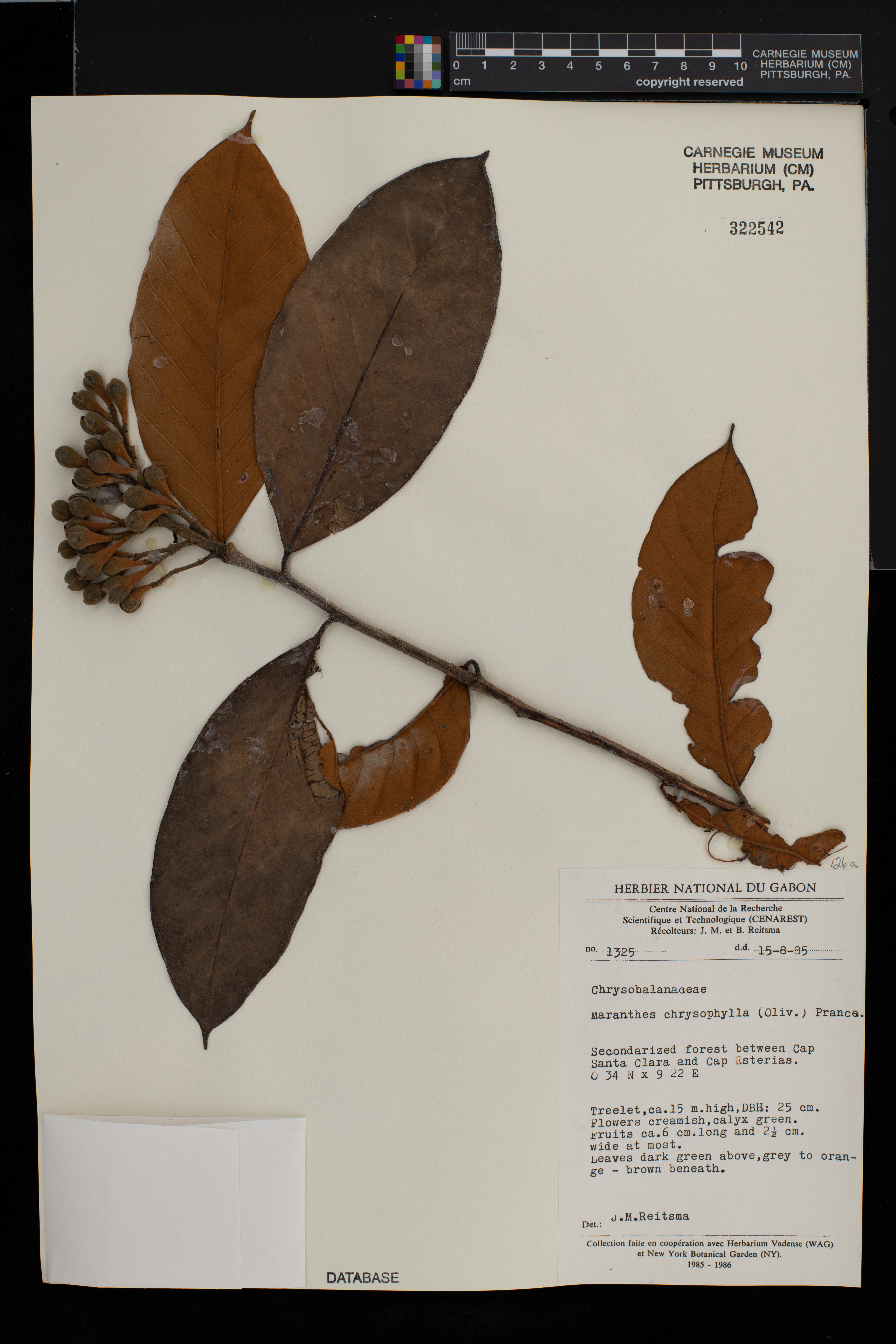 Maranthes chrysophylla image