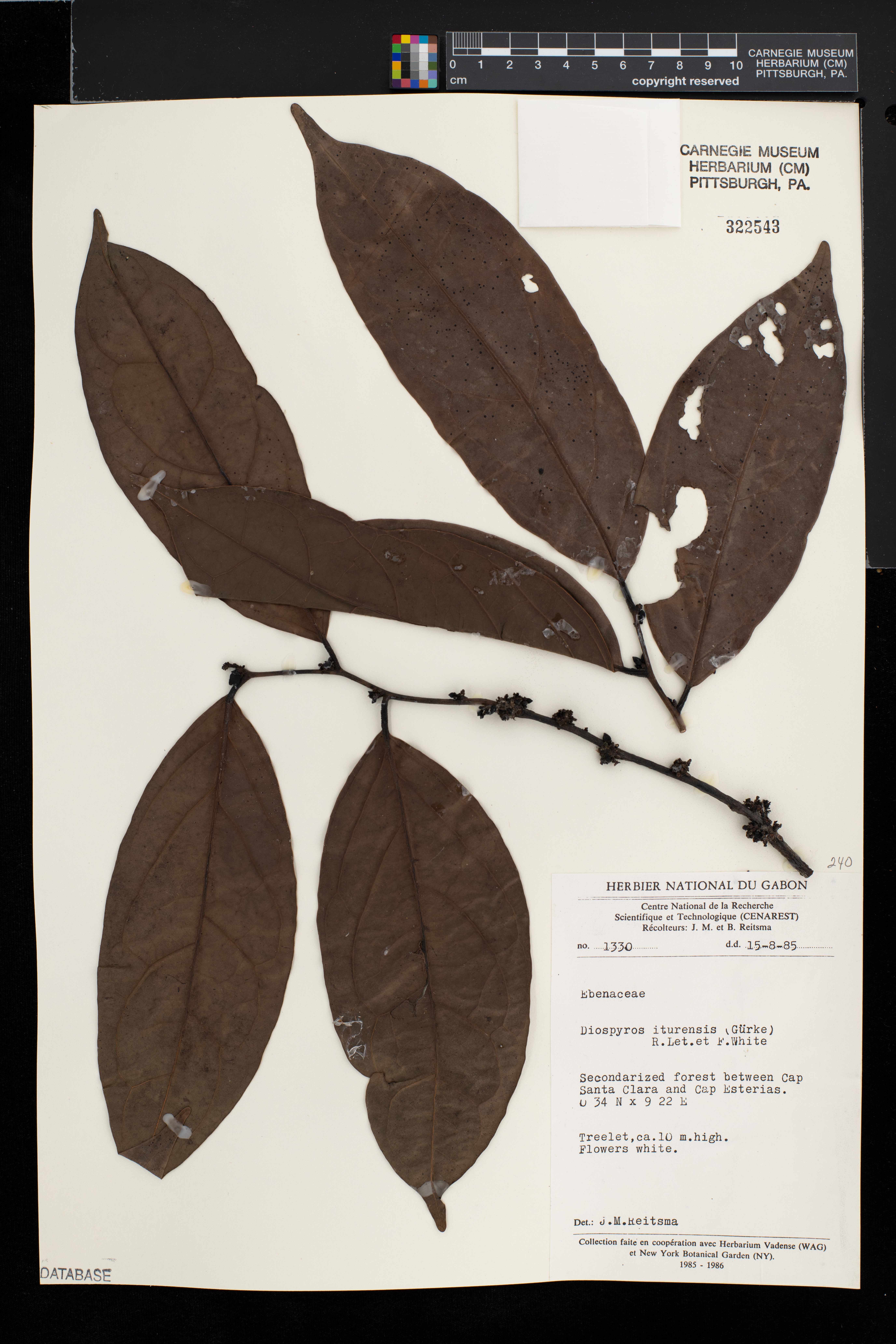 Diospyros iturensis image