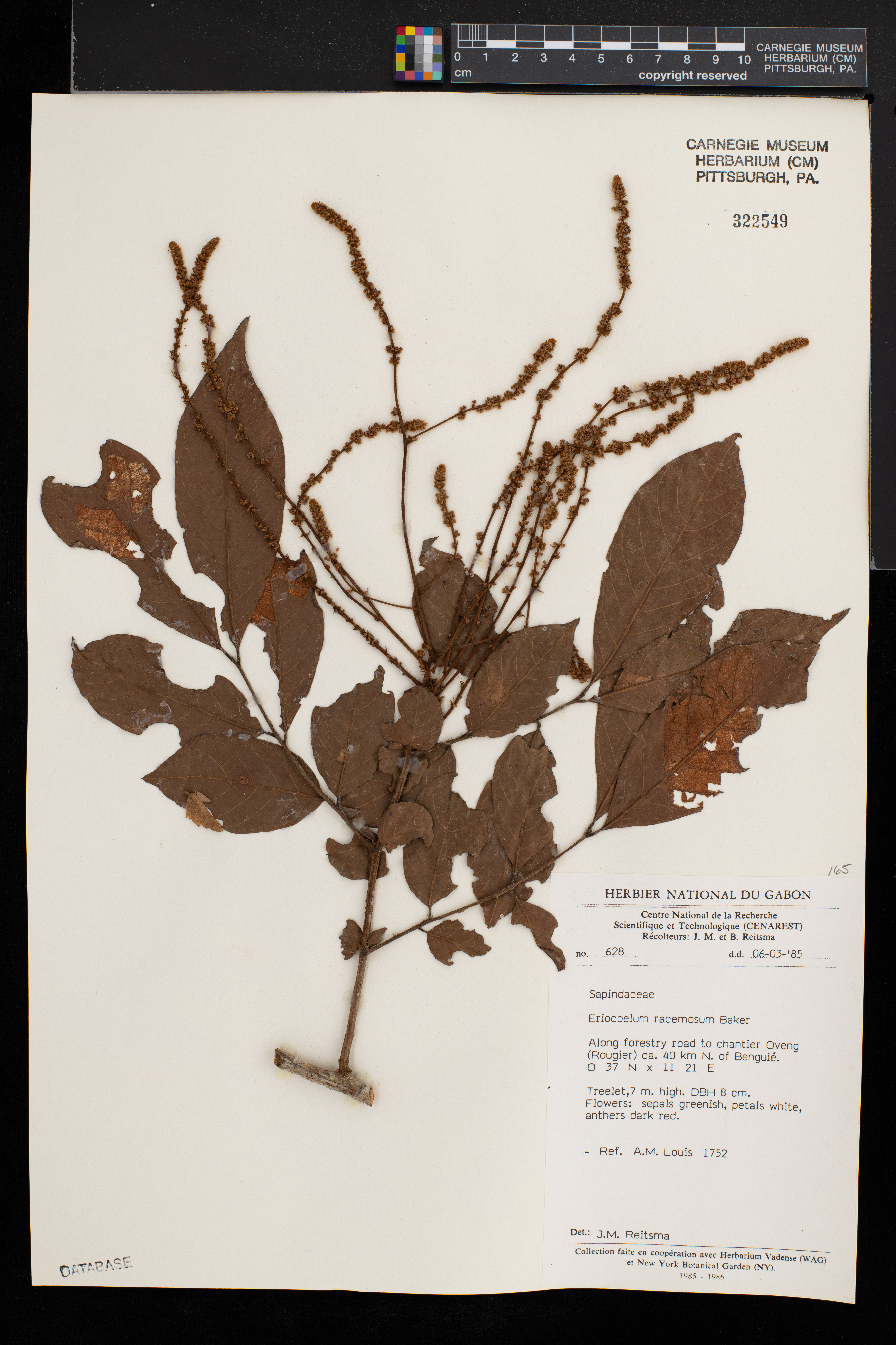 Eriocoelum racemosum image