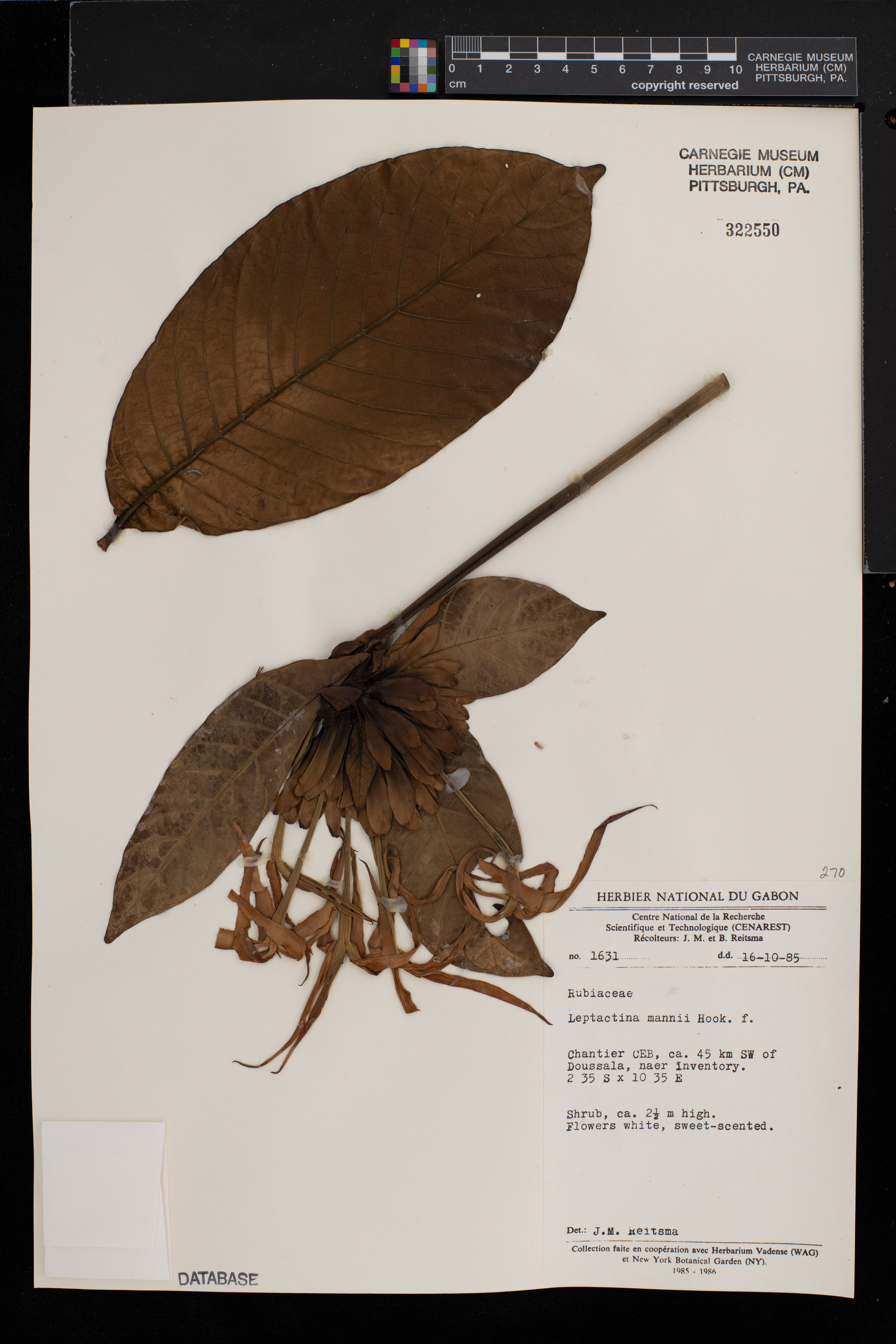 Leptactina mannii image