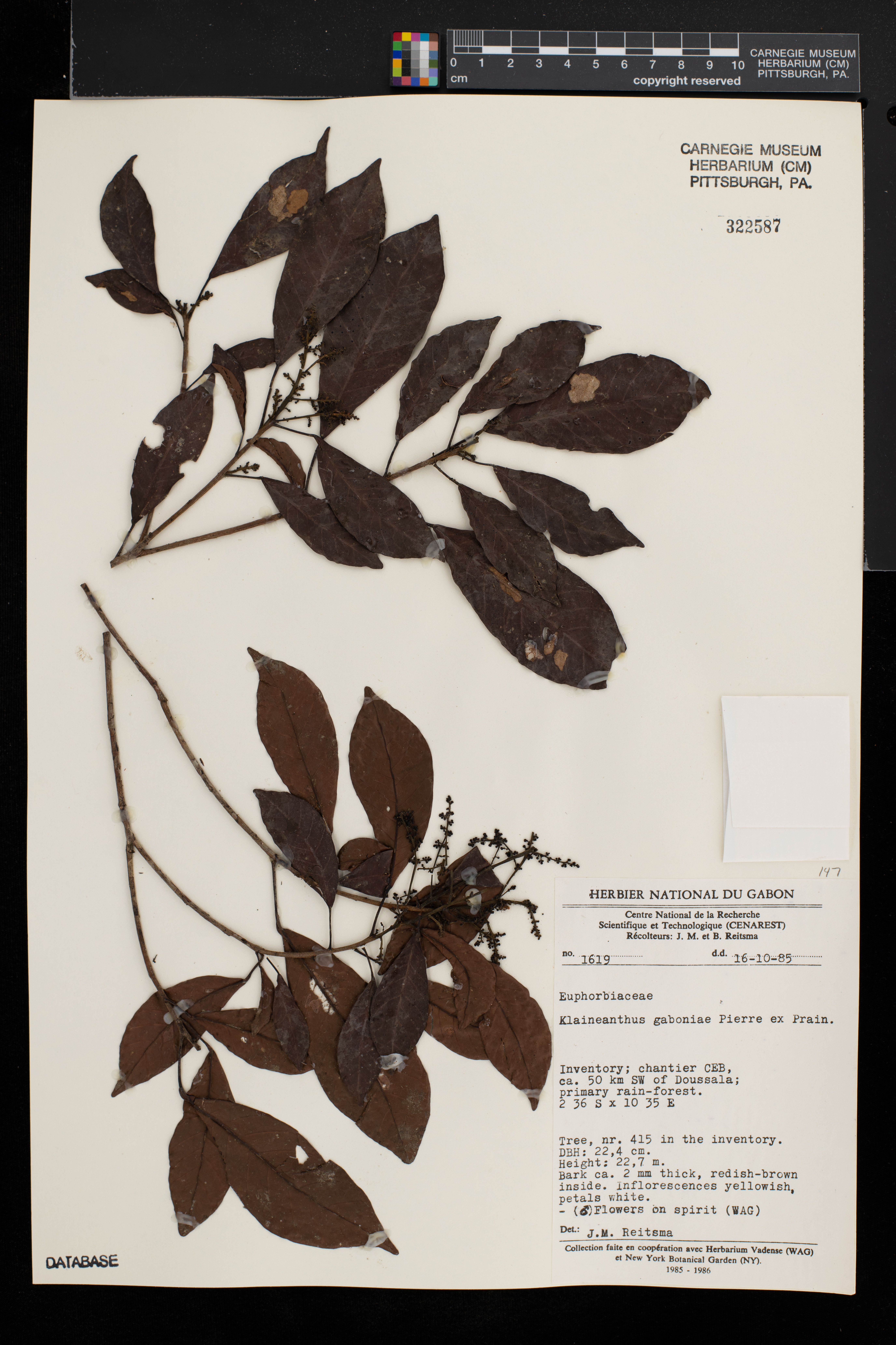 Klaineanthus image