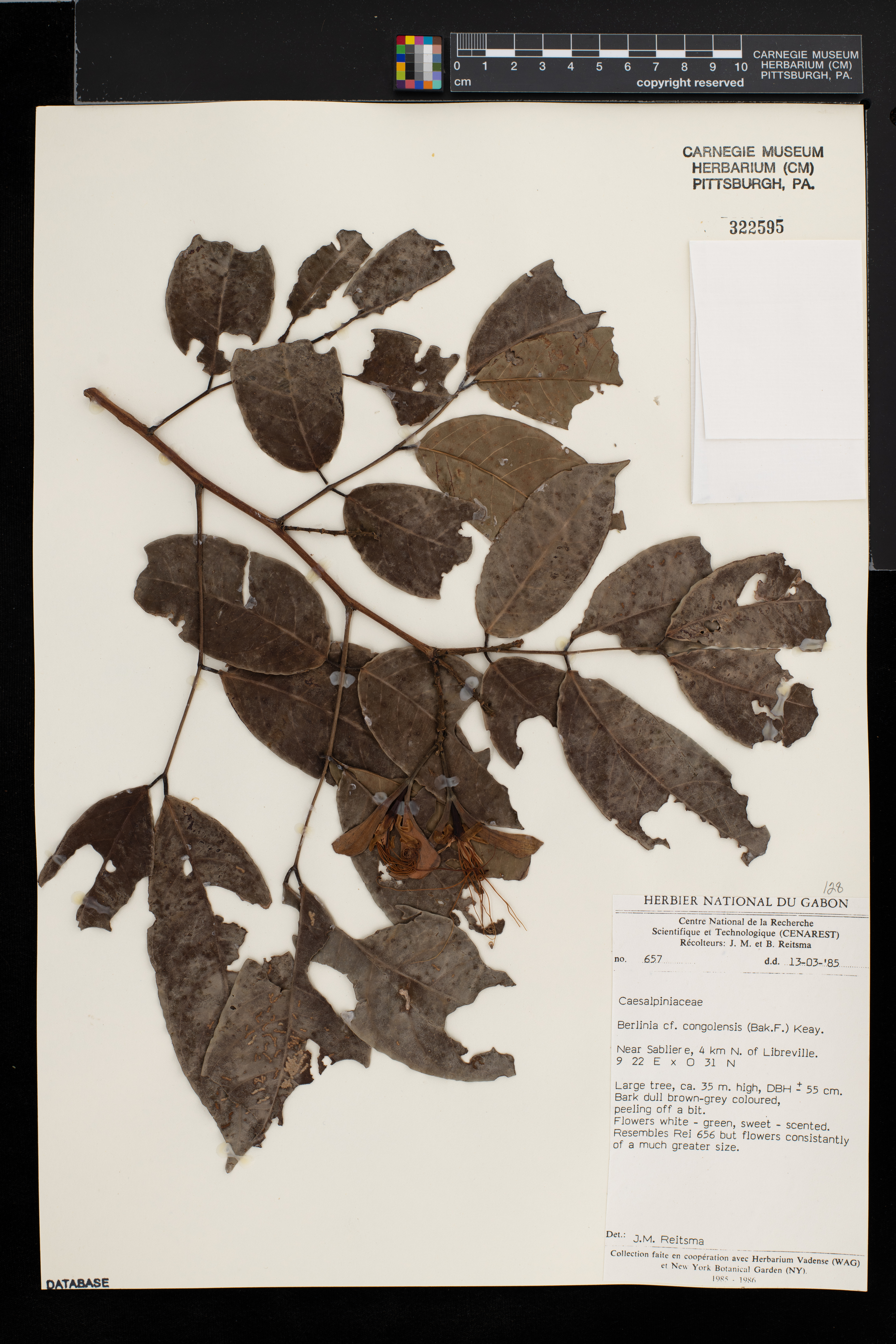 Berlinia congolensis image