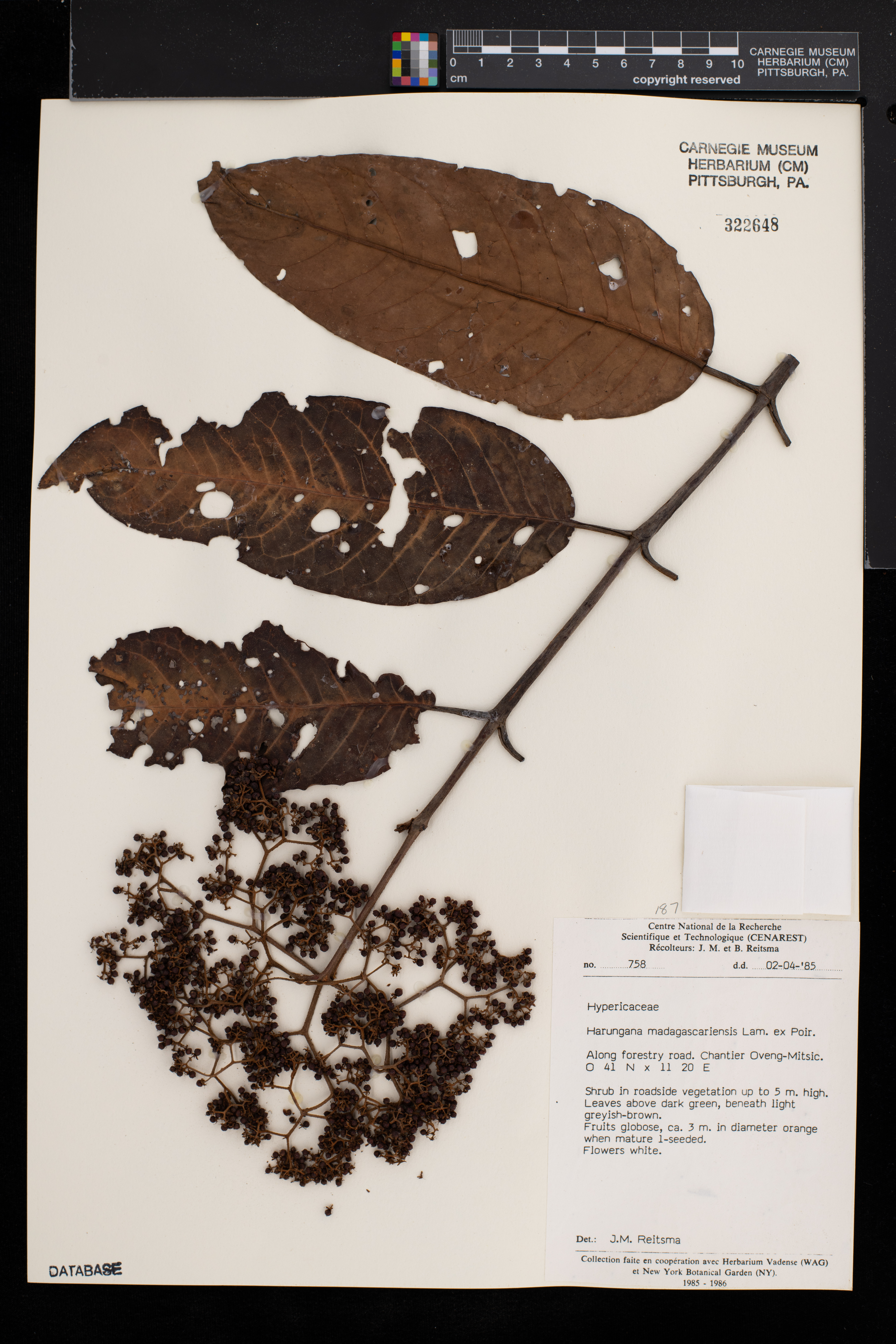 Harungana madagascariensis image