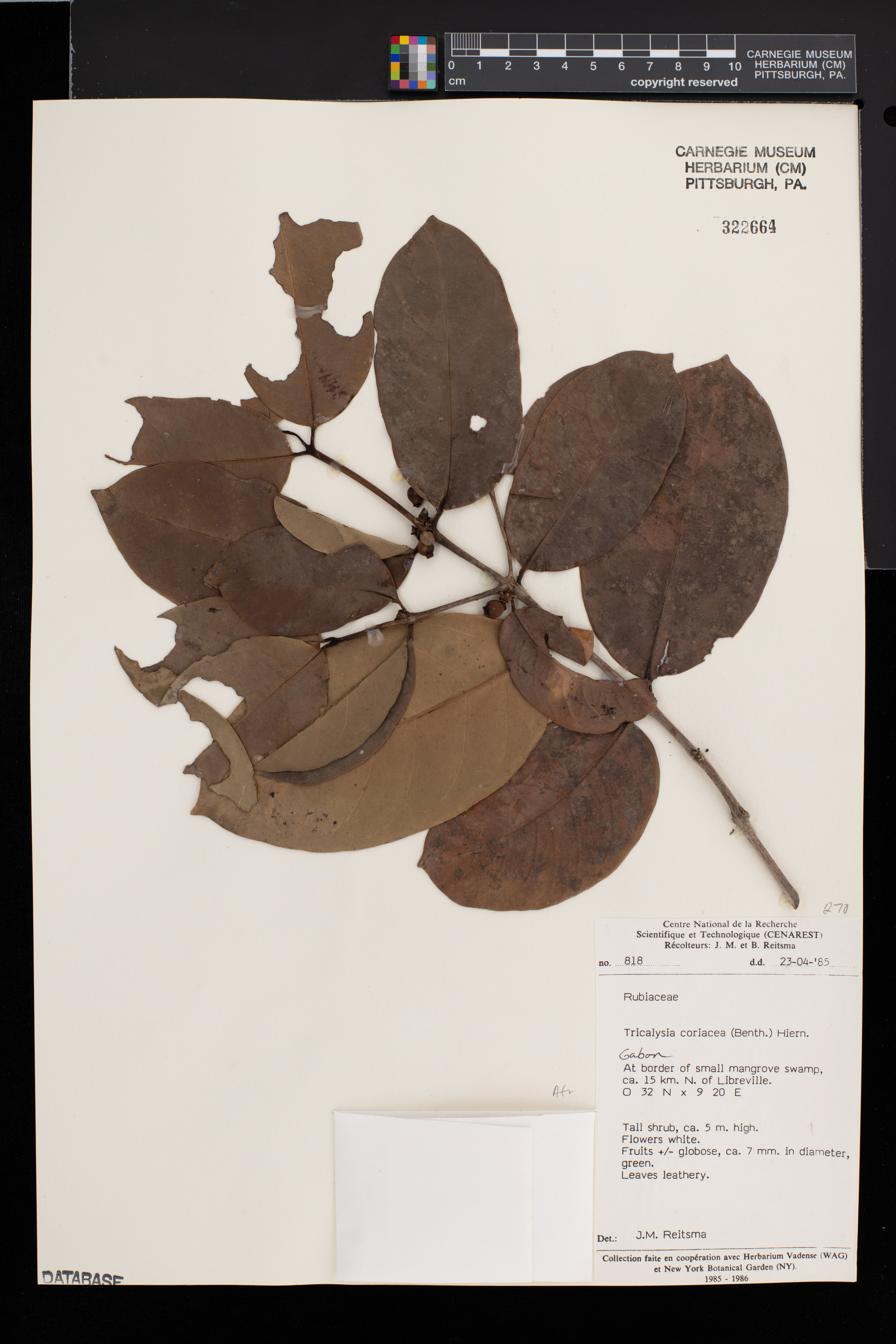 Tricalysia coriacea image