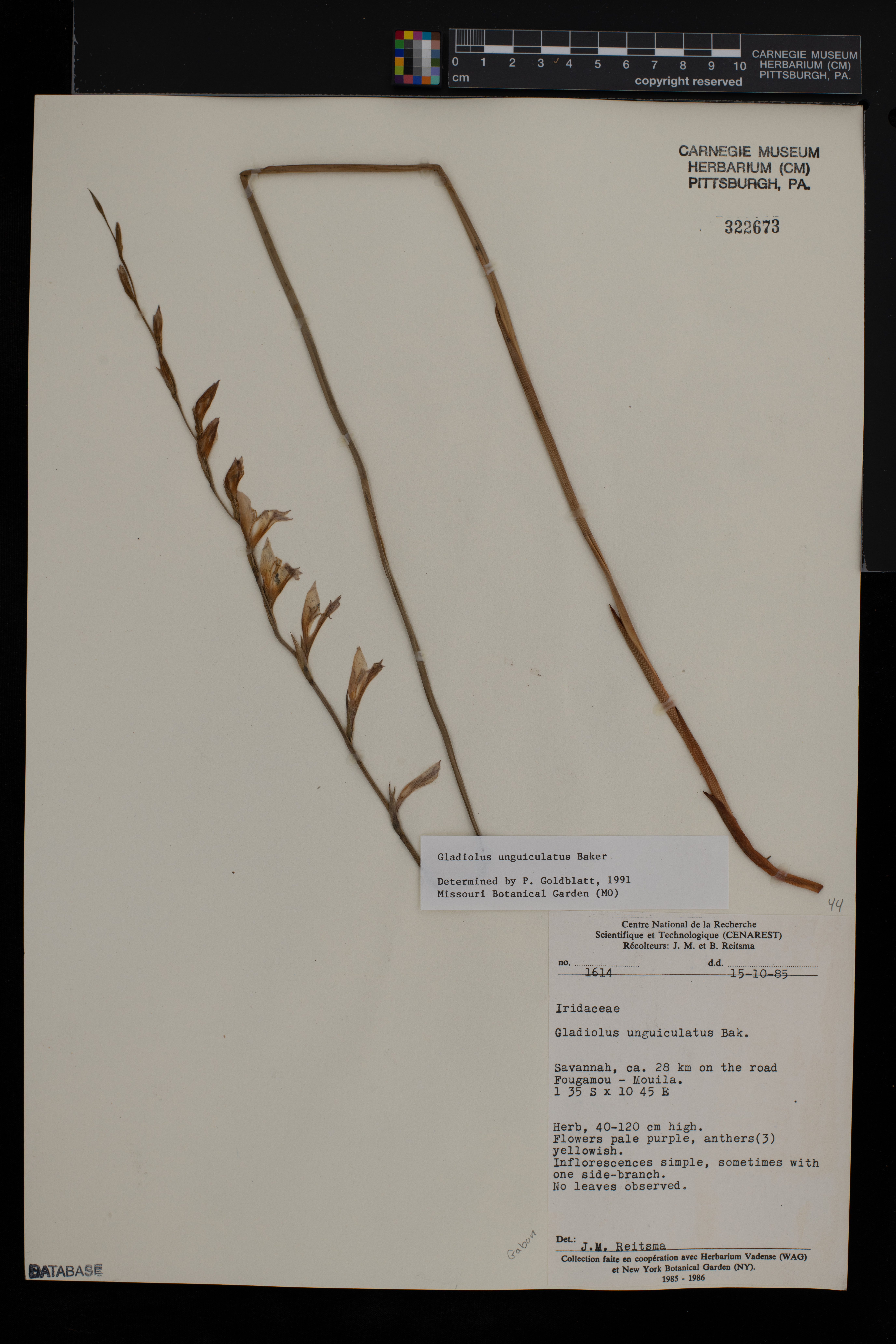 Gladiolus unguiculatus image