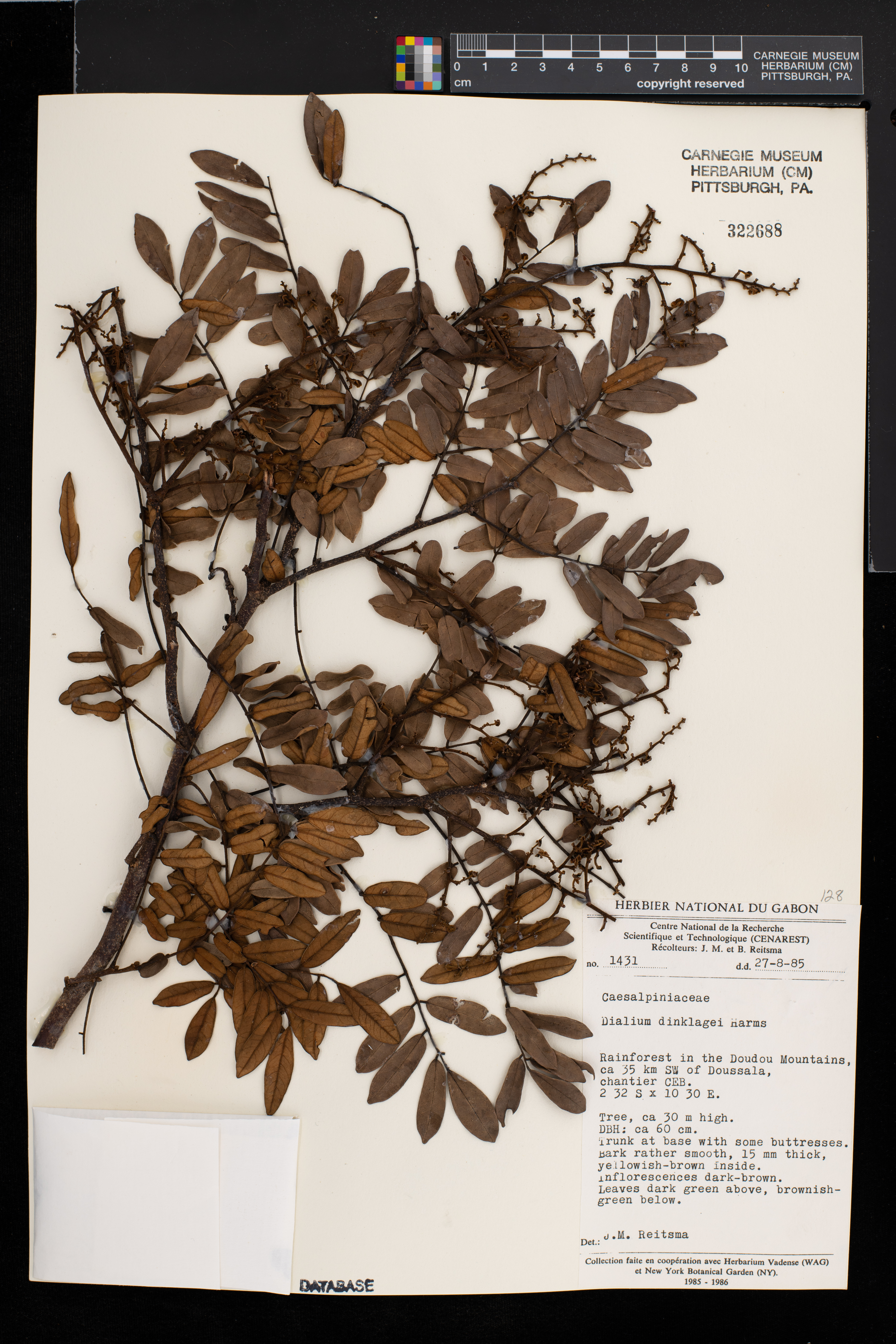 Dialium dinklagei image