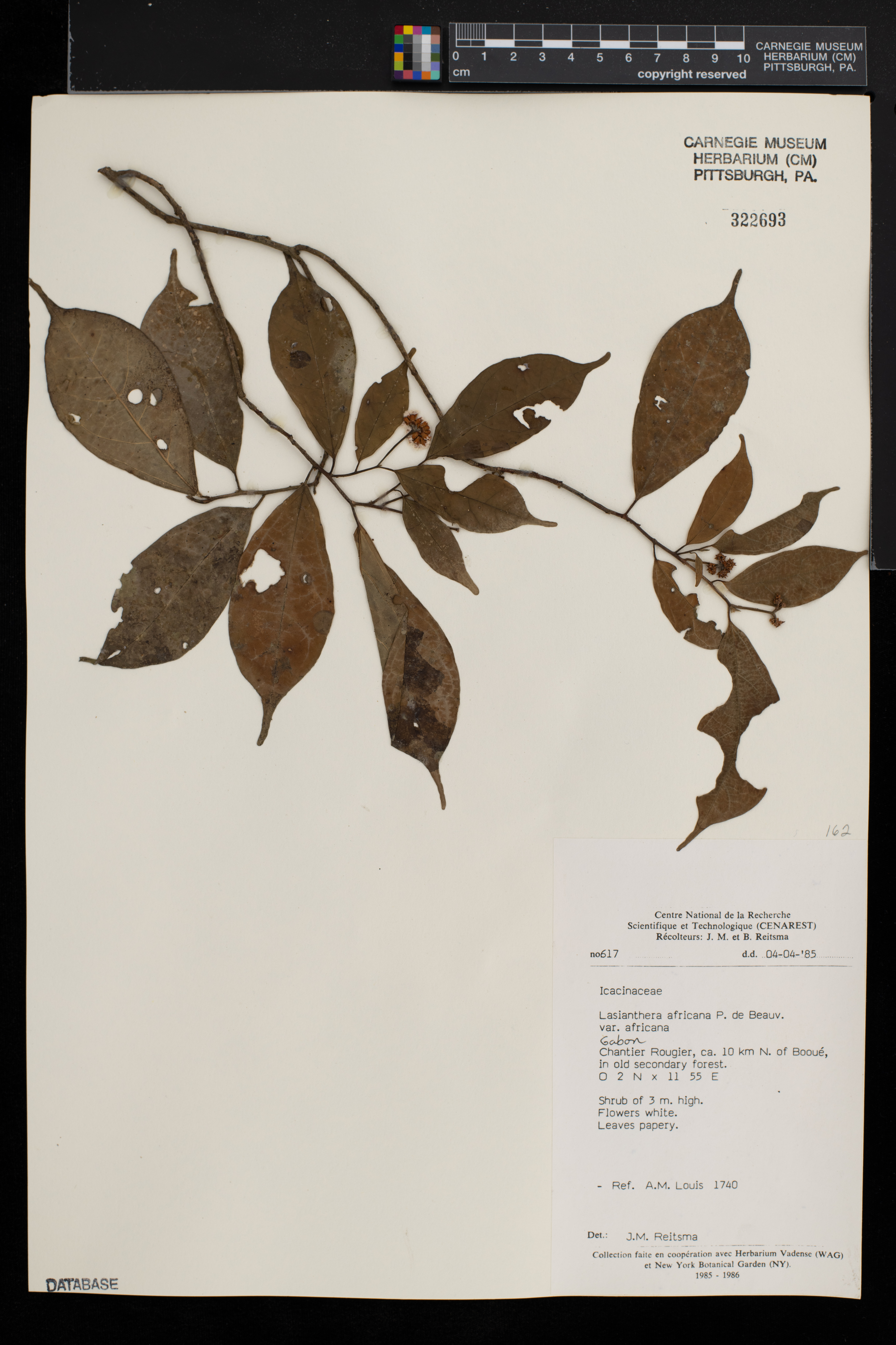 Lasianthera africana image