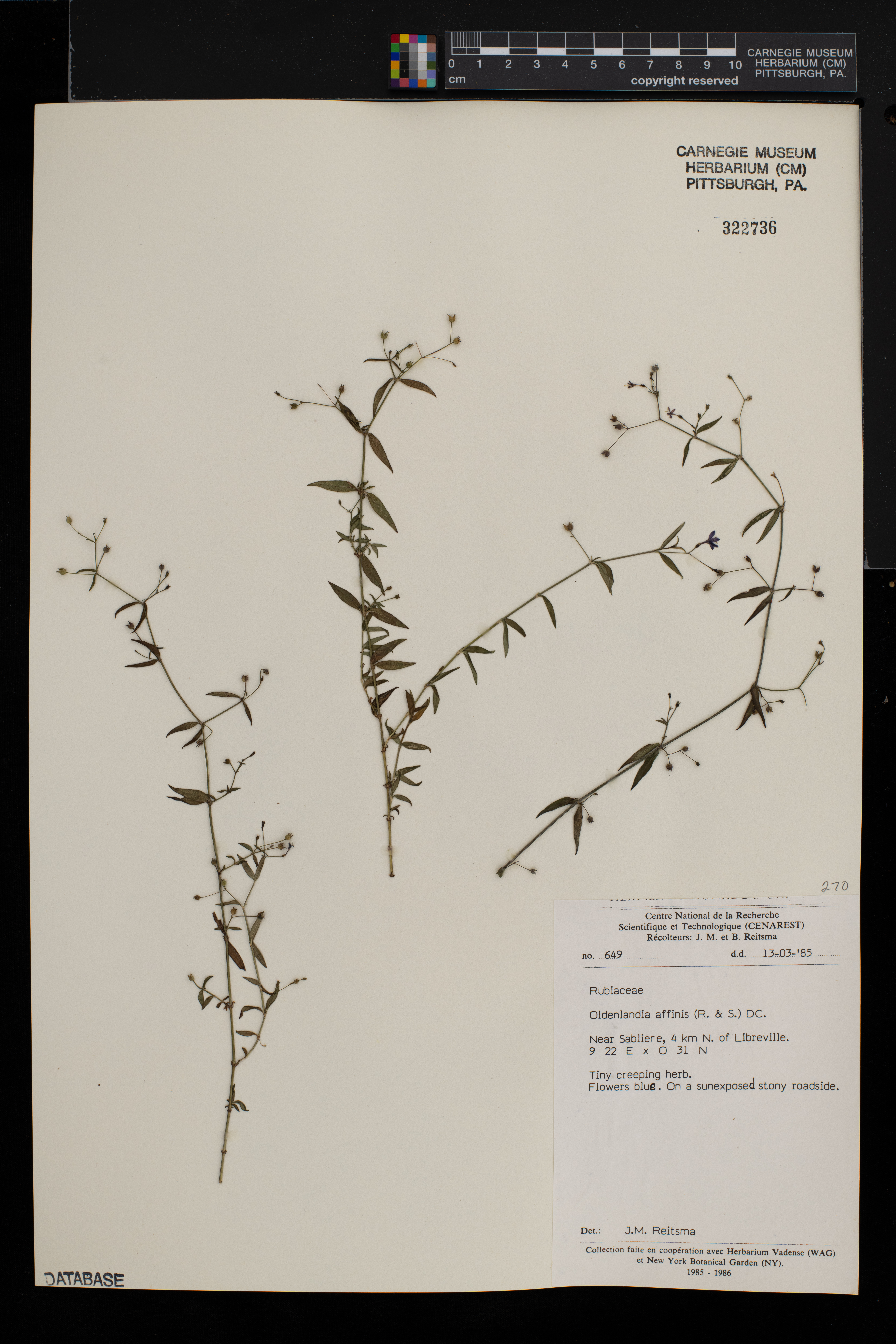 Oldenlandia affinis image