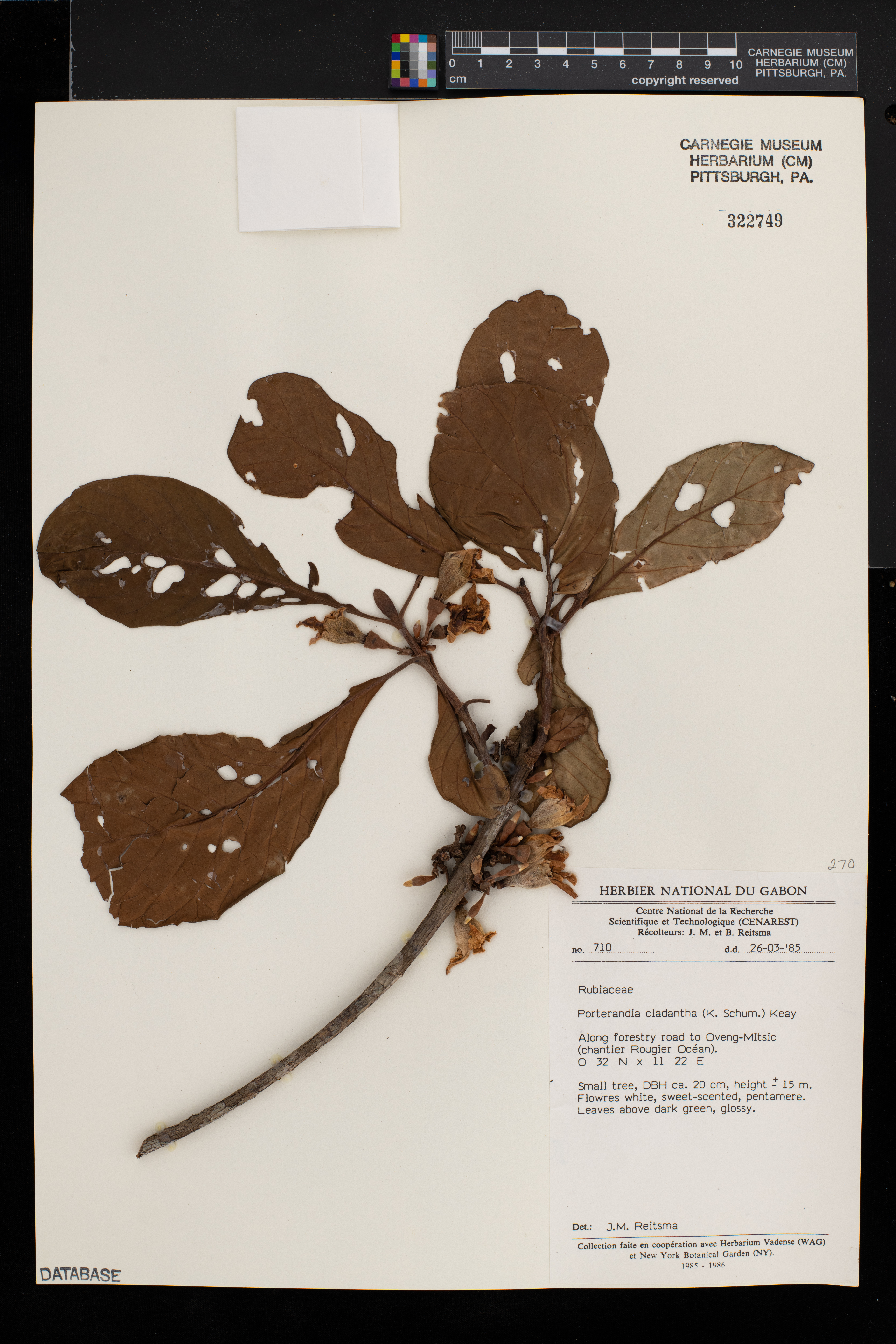 Aoranthe cladantha image