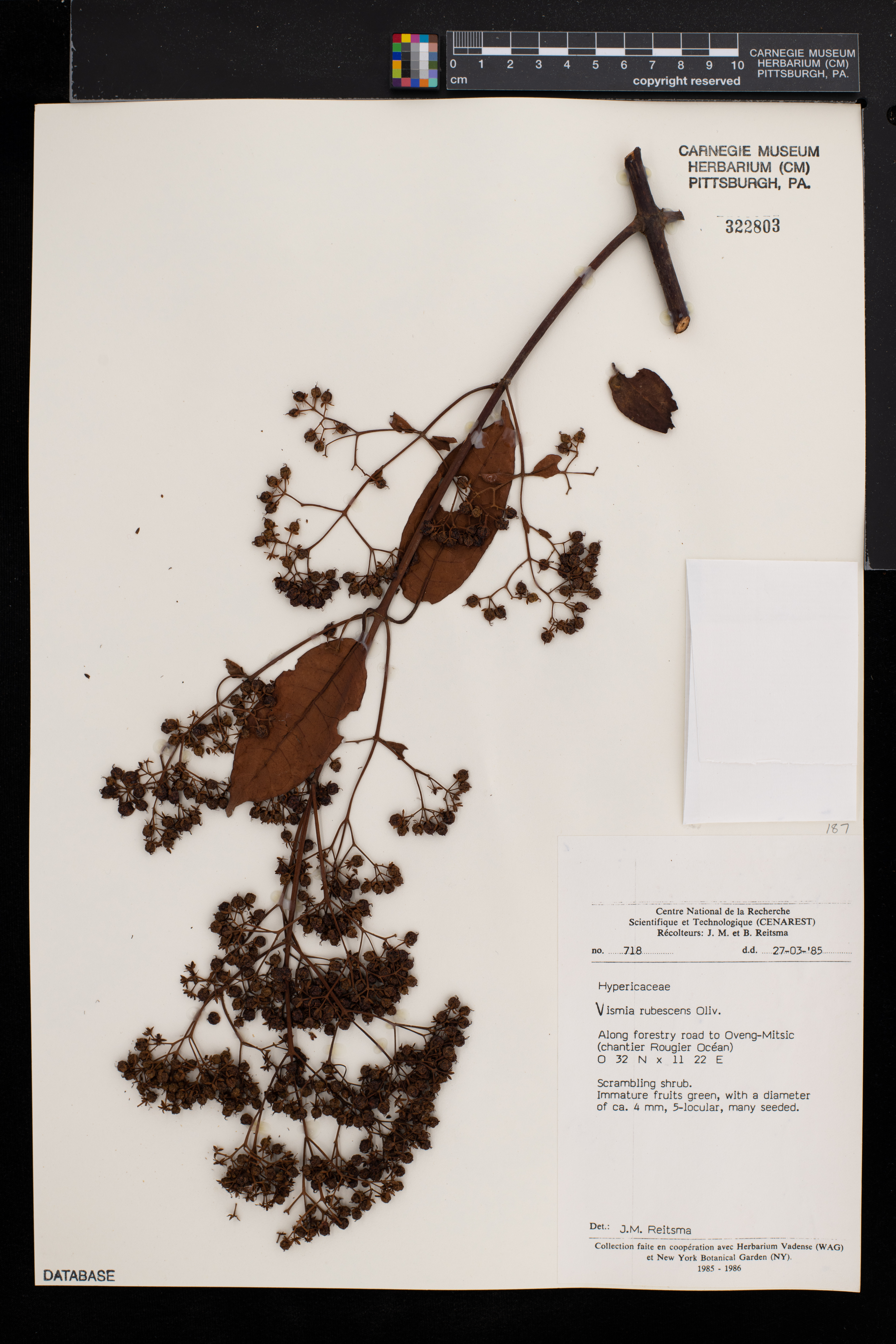 Vismia rubescens image