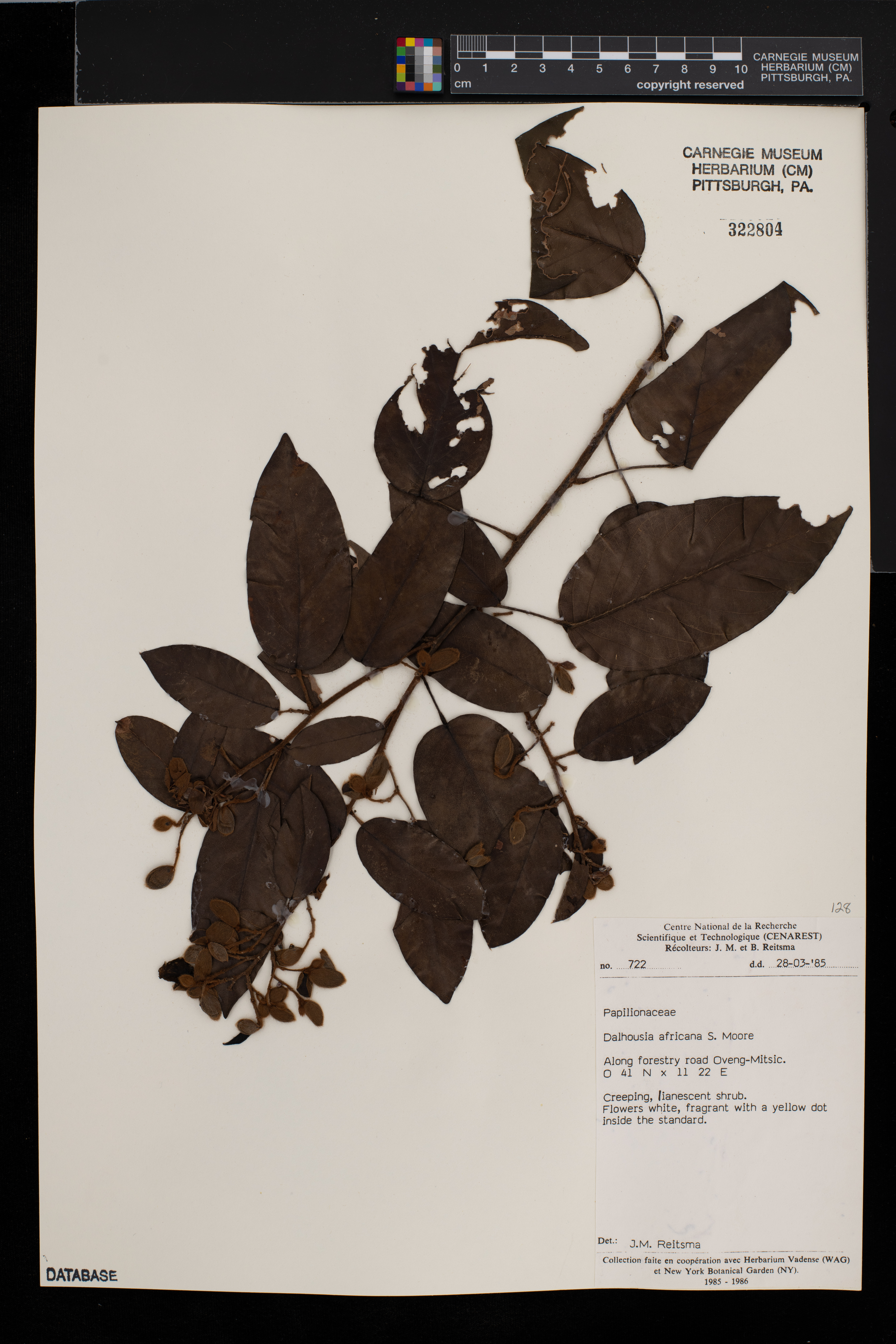 Dalhousiea africana image