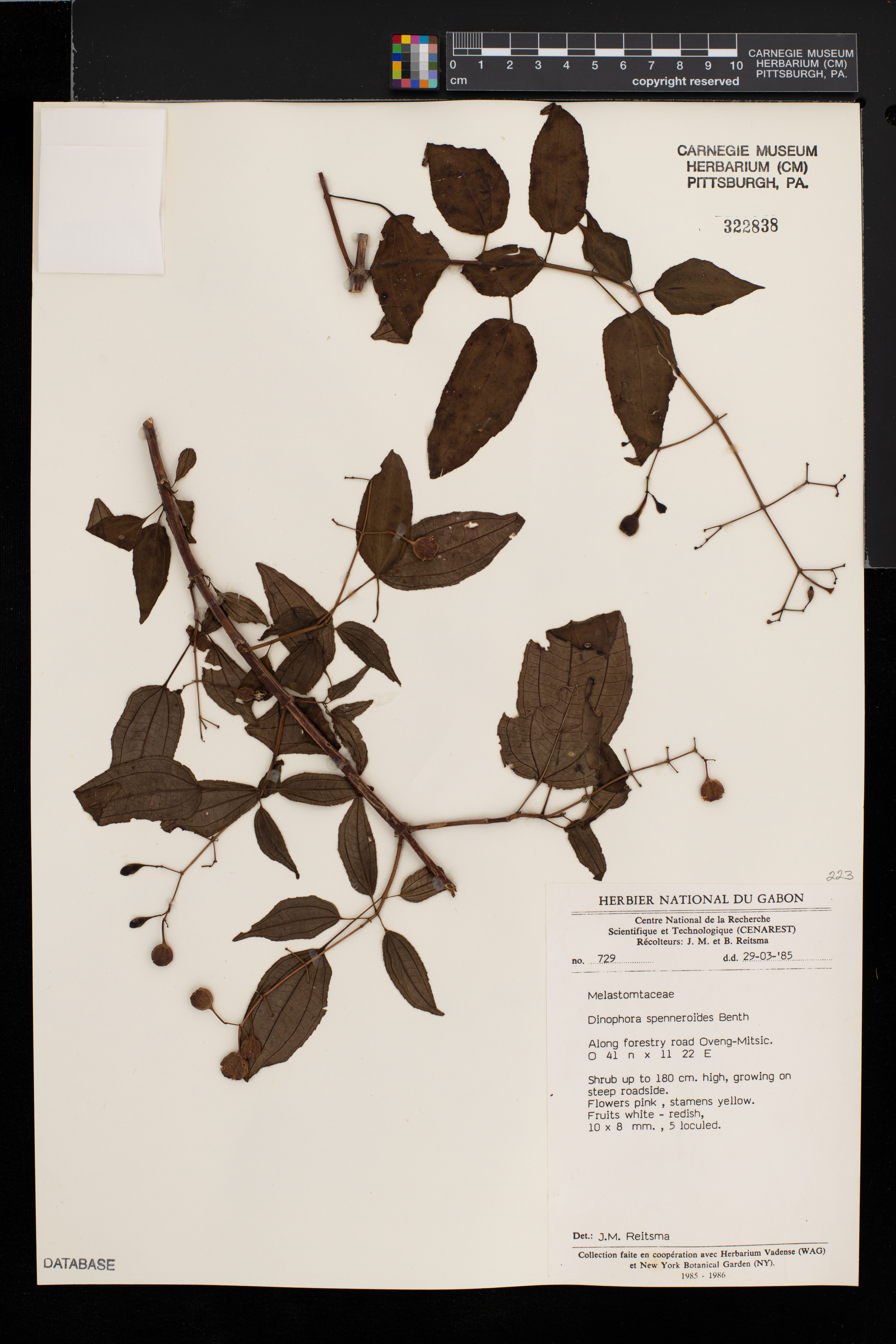 Dinophora spenneroides image