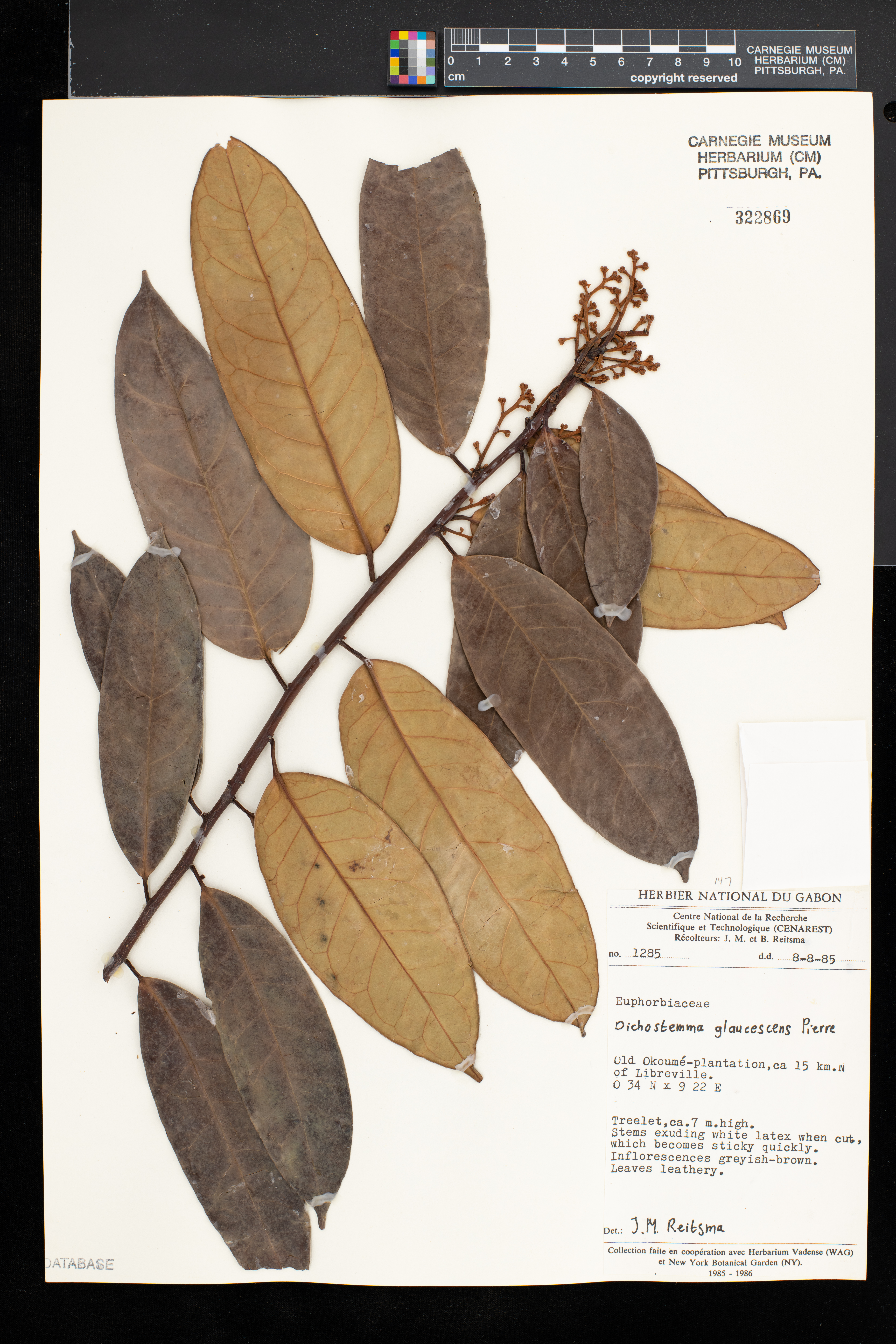 Dichostemma glaucescens image