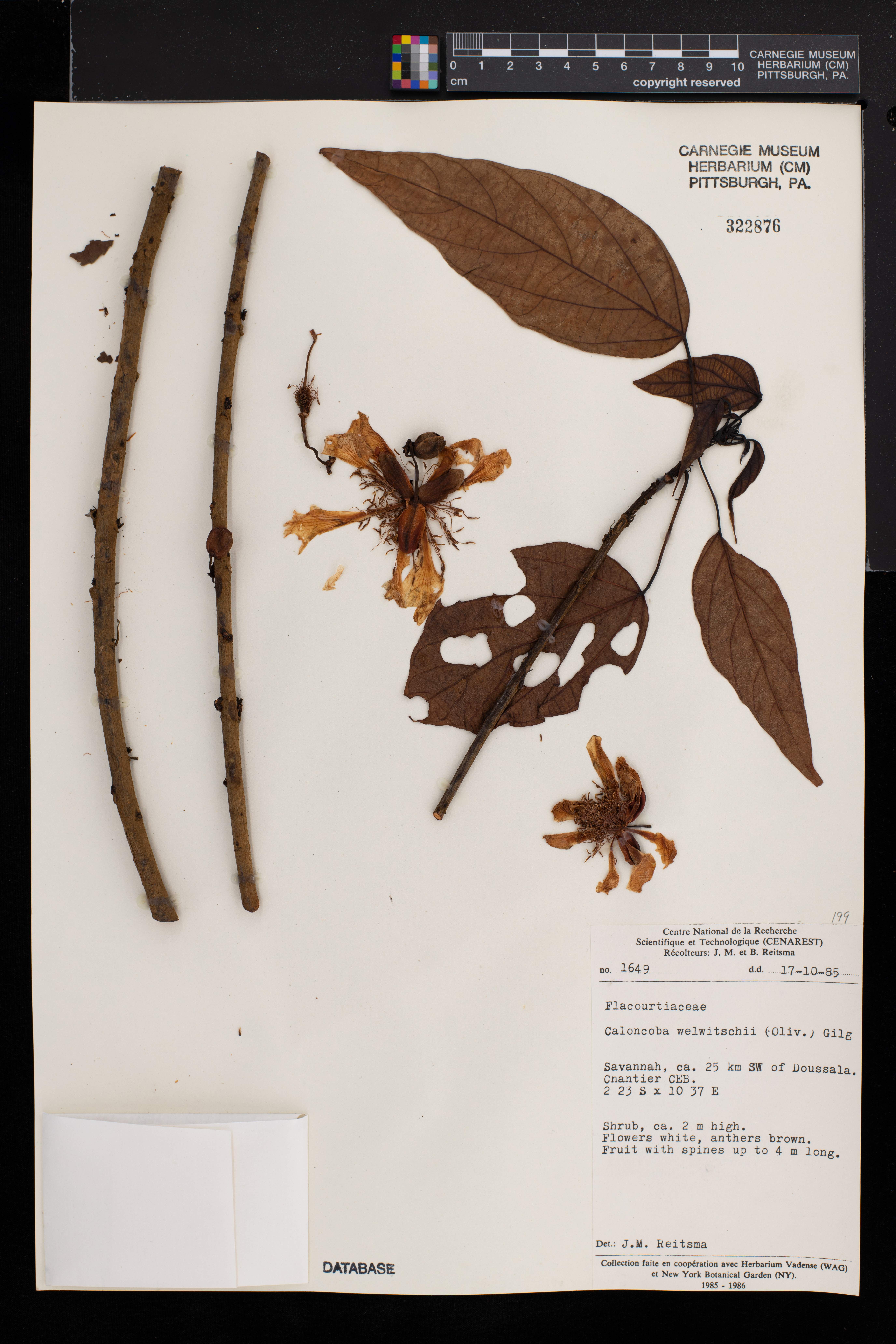 Caloncoba welwitschii image