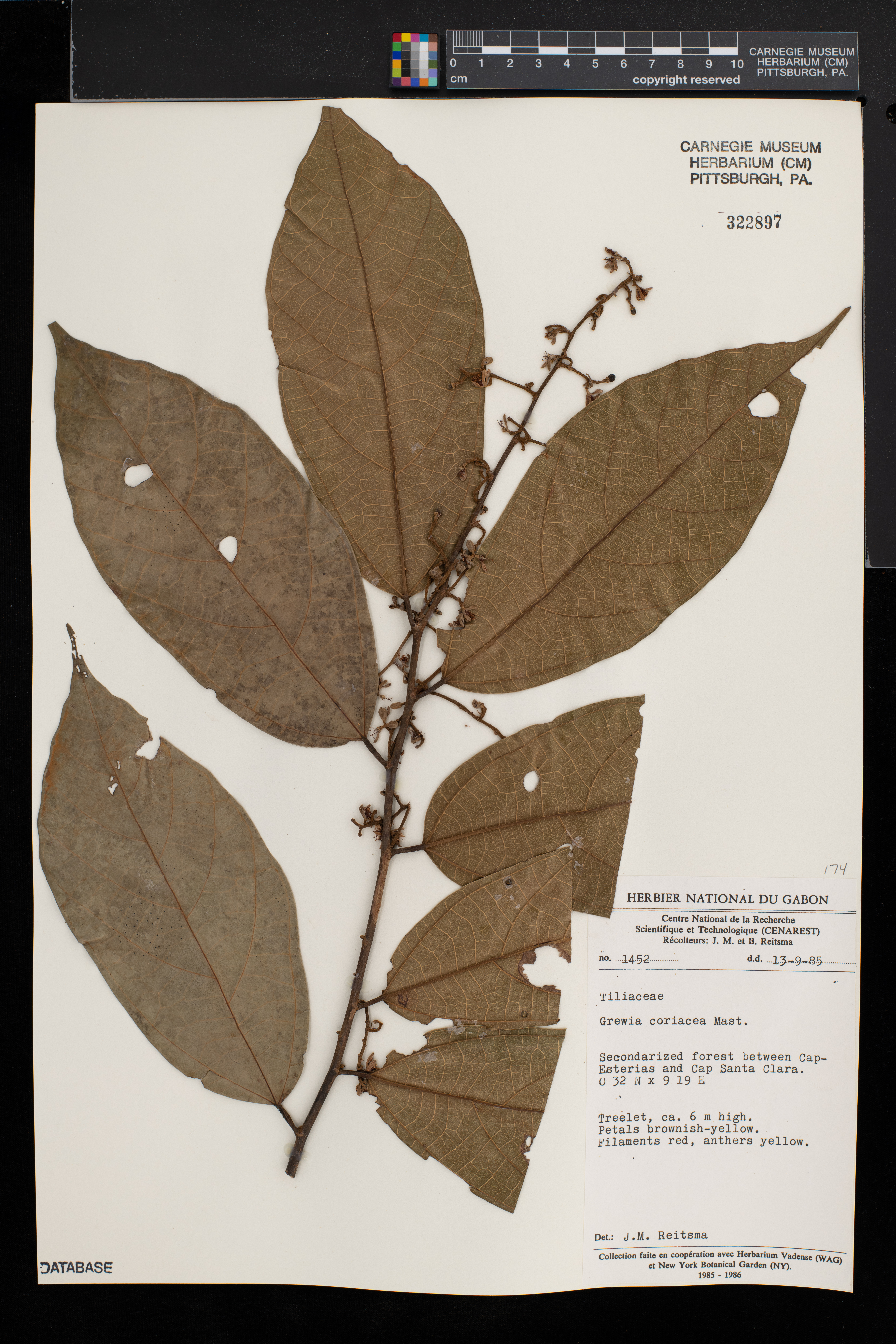 Grewia coriacea image