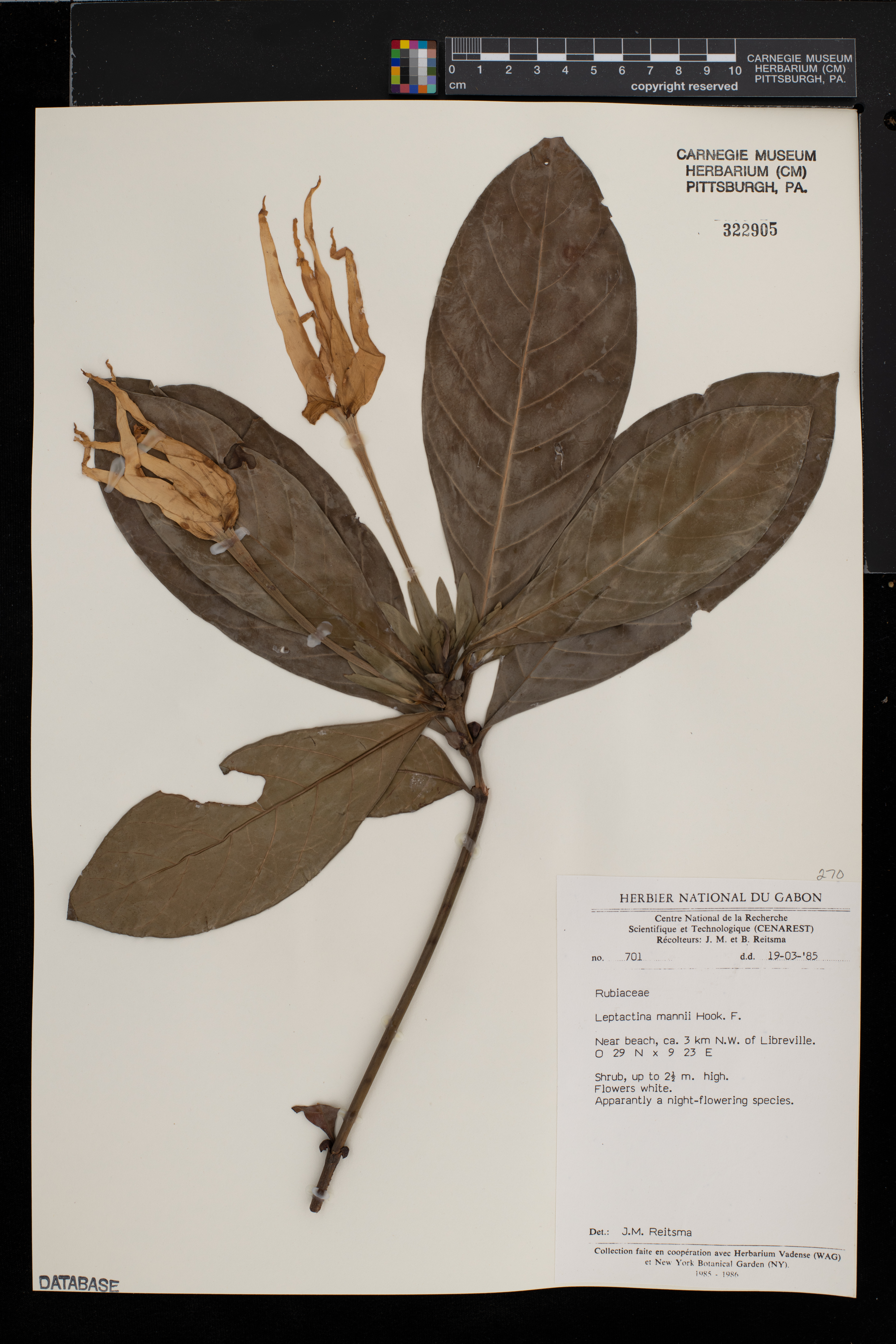 Leptactina mannii image