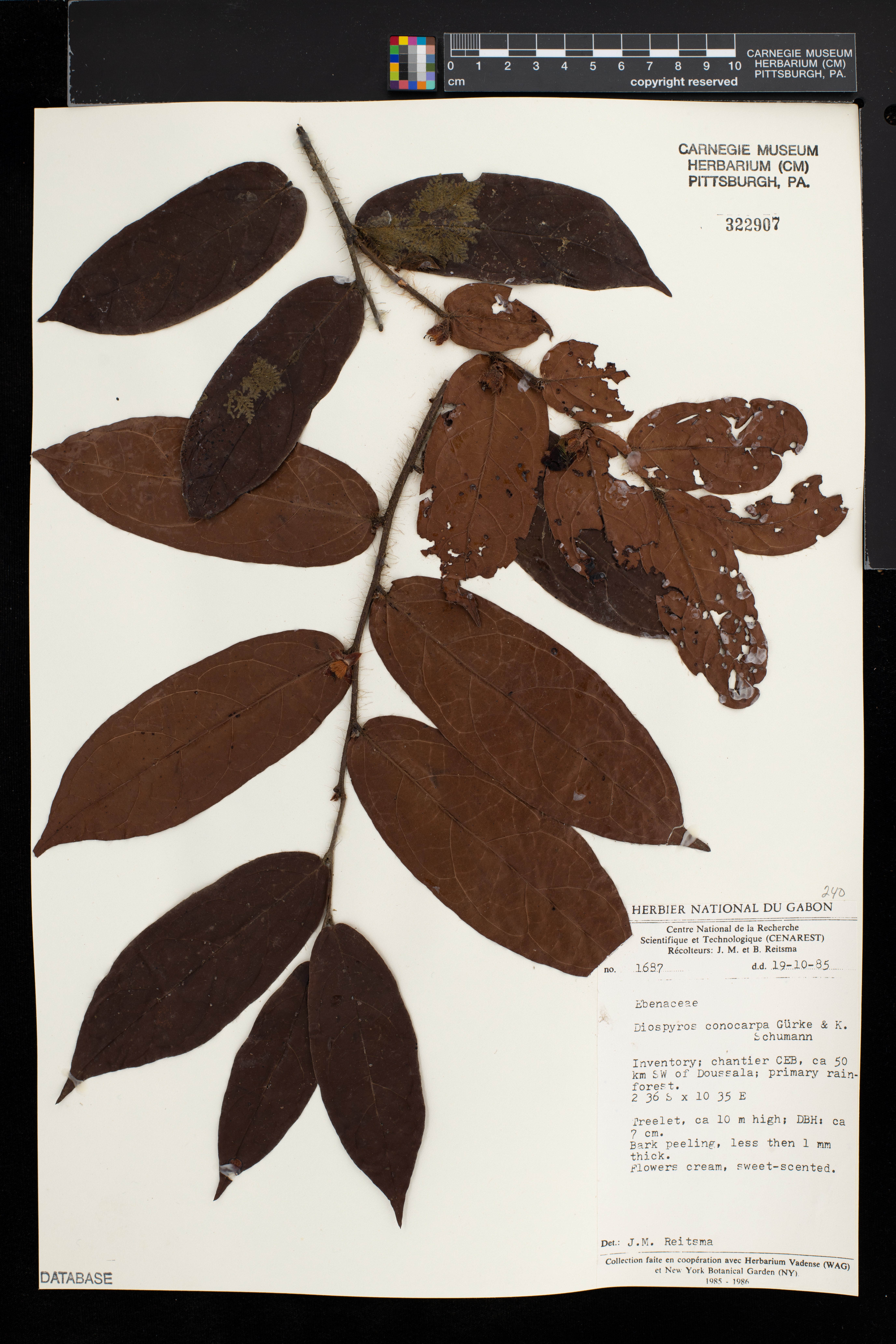 Diospyros conocarpa image