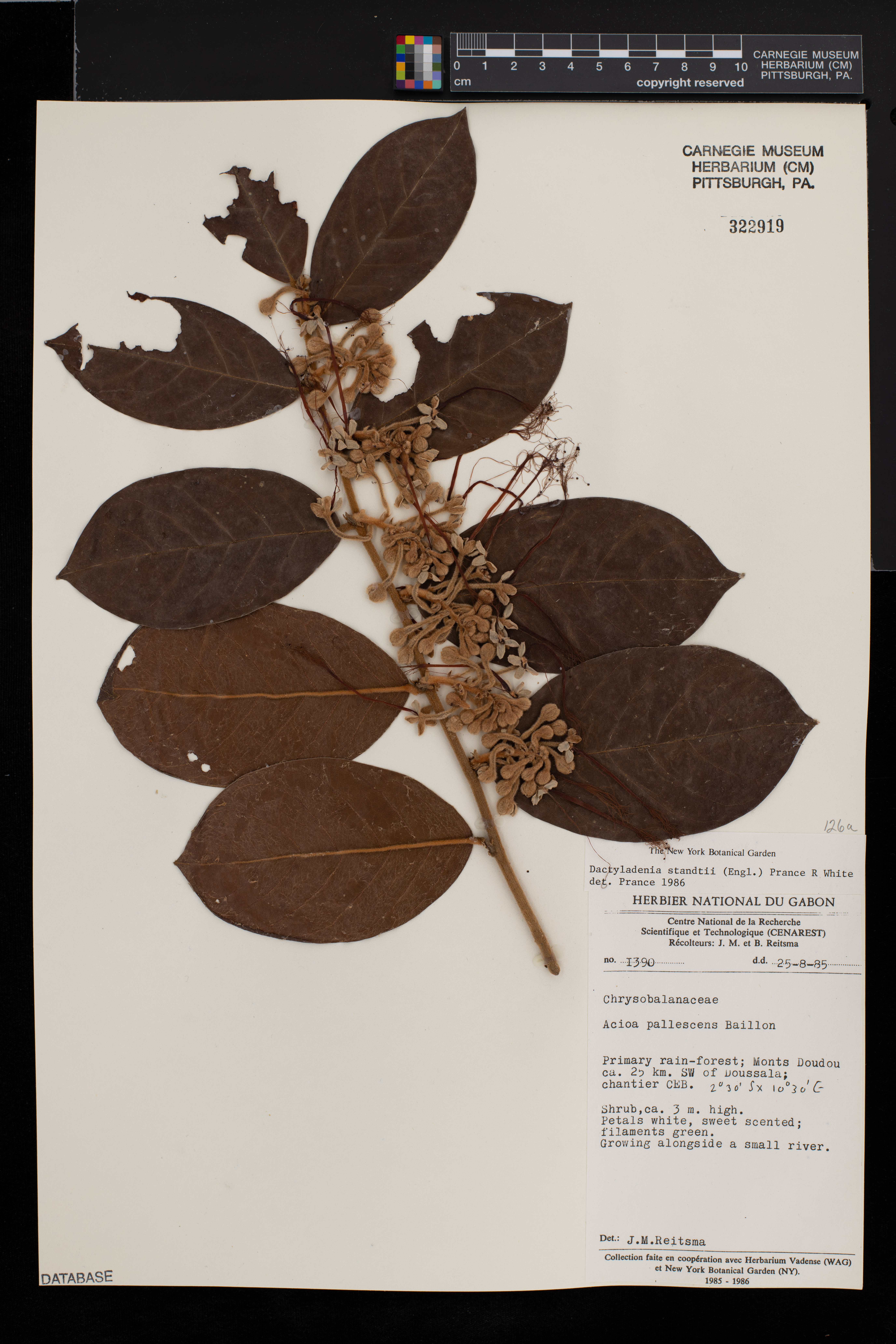 Dactyladenia pallescens image